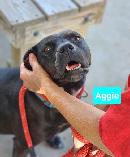 Enlarge Aggie, a Adoptable mixed breed in Clinton, MO image 2/2