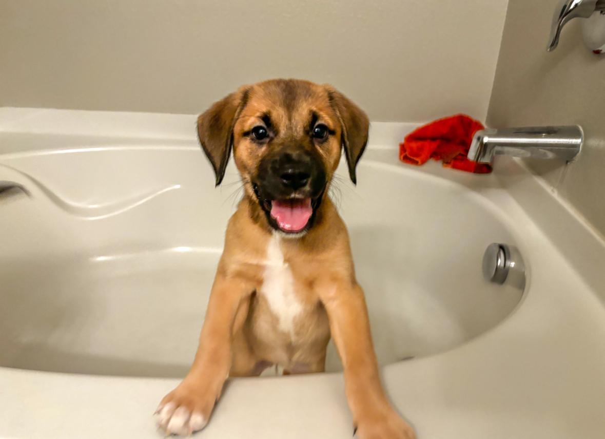 Harper, Adopted, Puppy Female Labrador Retriever & German Shepherd Dog.