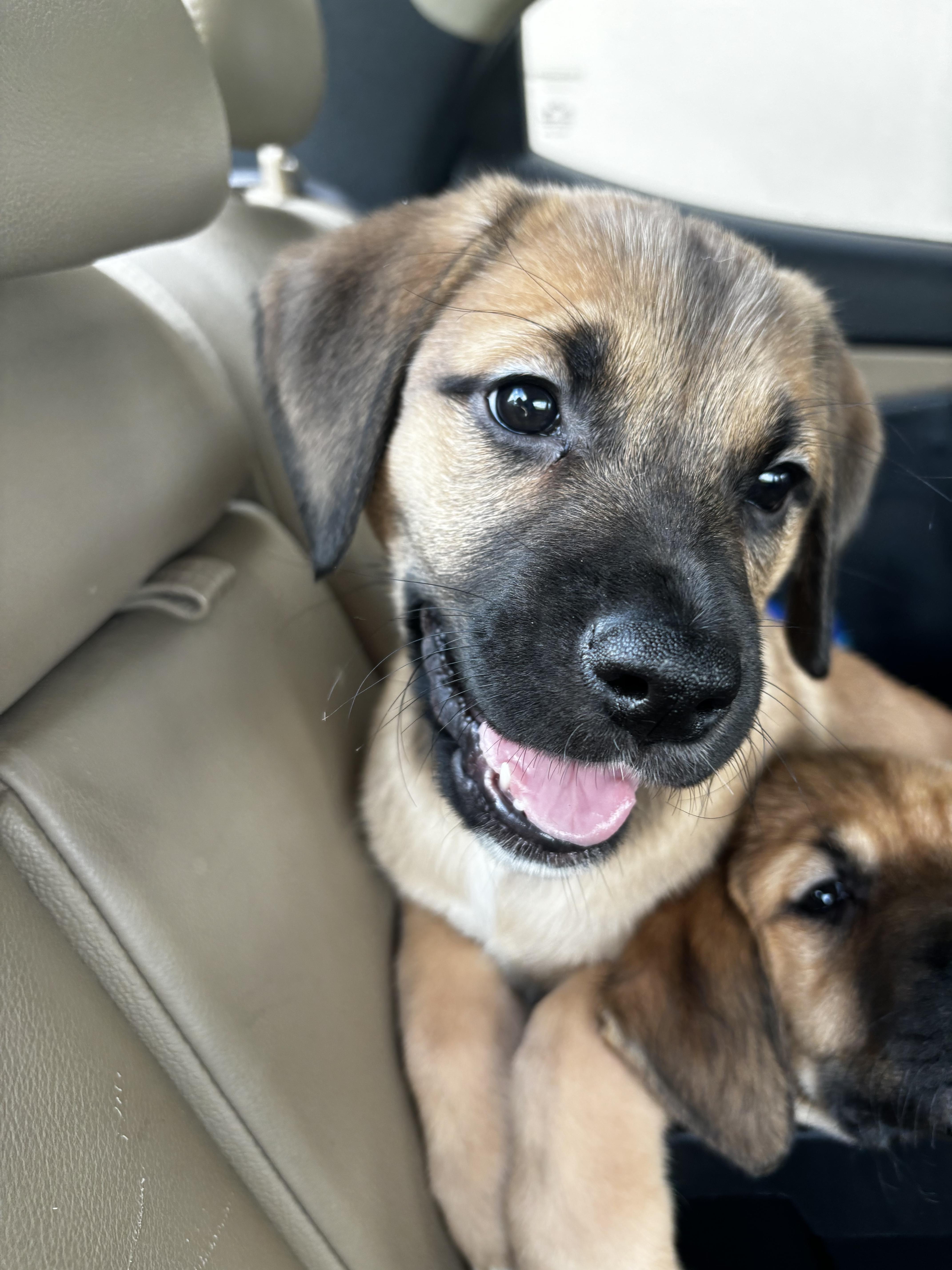 Enlarge Harper, a Adopted mixed breed in Annandale, VA image 2/2