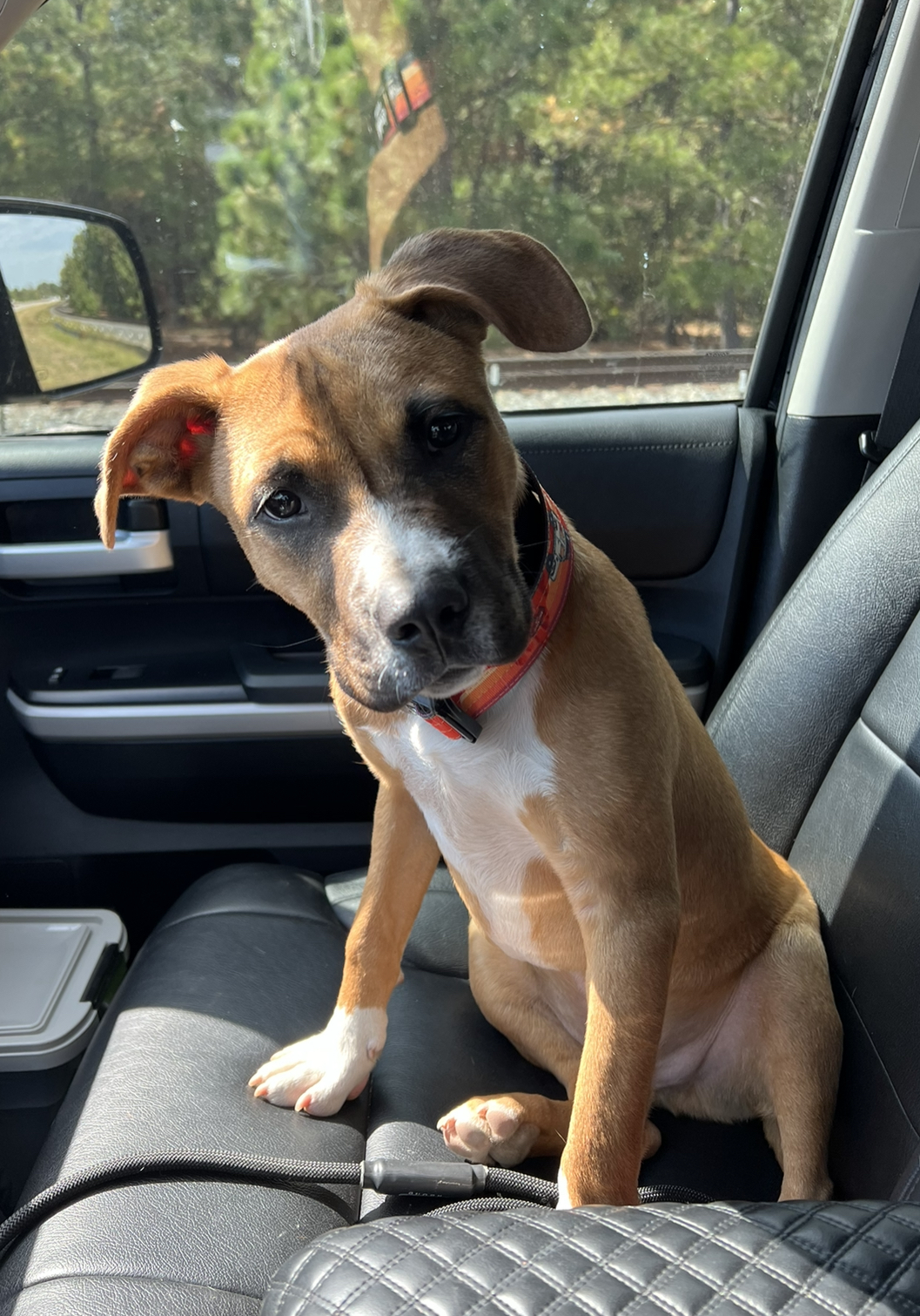 Enlarge Rosco, a Adopted mixed breed in Southern Pines, NC image 1/1