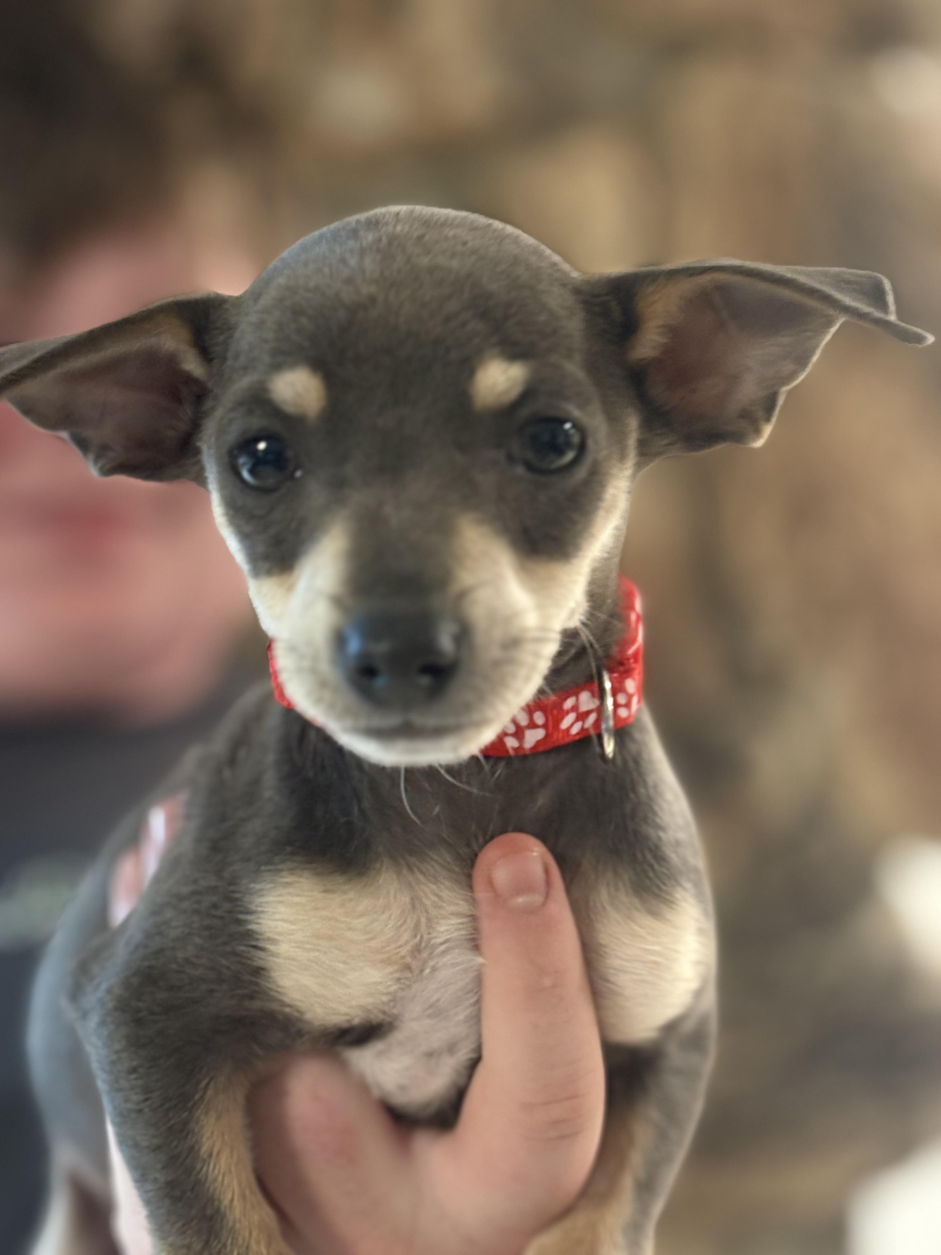 Baby Blue, ADOPTABLE, Puppy Female Miniature Pinscher & Chihuahua.
