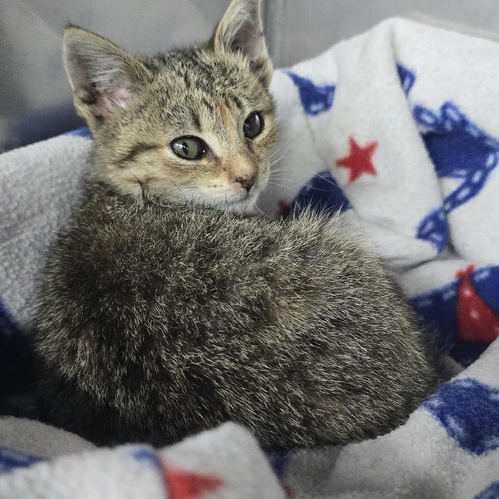 Enlarge June Bug 26-0424, a Adoptable Domestic Short Hair in Yanceyville, NC image 1/1