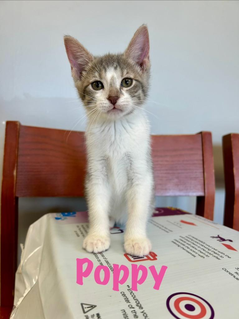 Enlarge Poppy, a Adoptable mixed breed in West Union, OH image 1/1