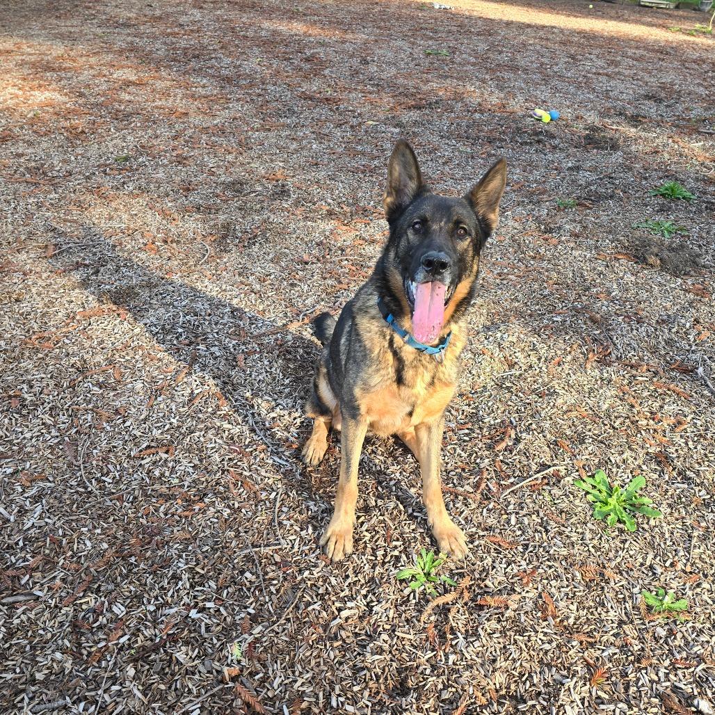 Zeus, a Adoptable German Shepherd Dog in Fort Bragg, CA image 4/4