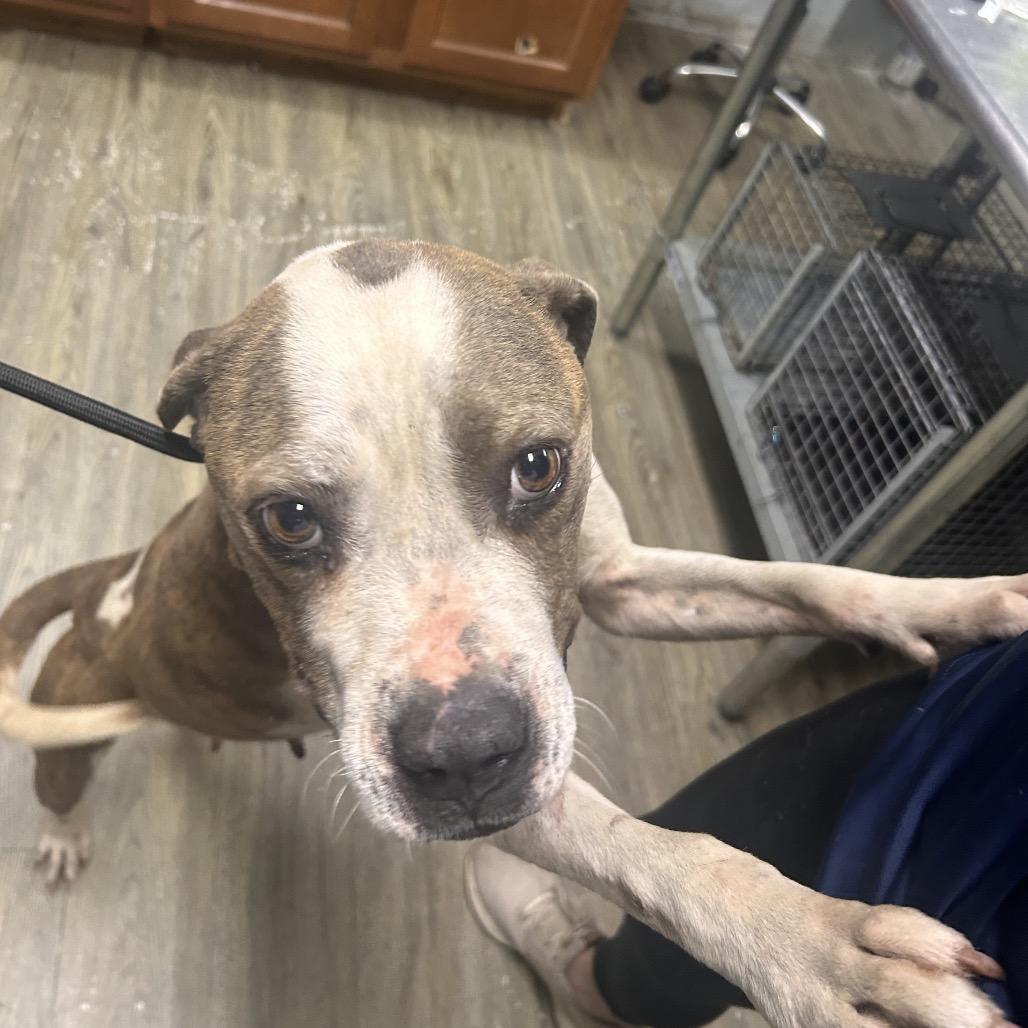 Sally Sue @ Foster, Adoptable, Adult Female Mixed Breed.