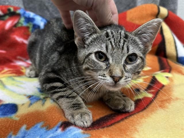 MARS, Adoptable, Kitten Male Domestic Short Hair.