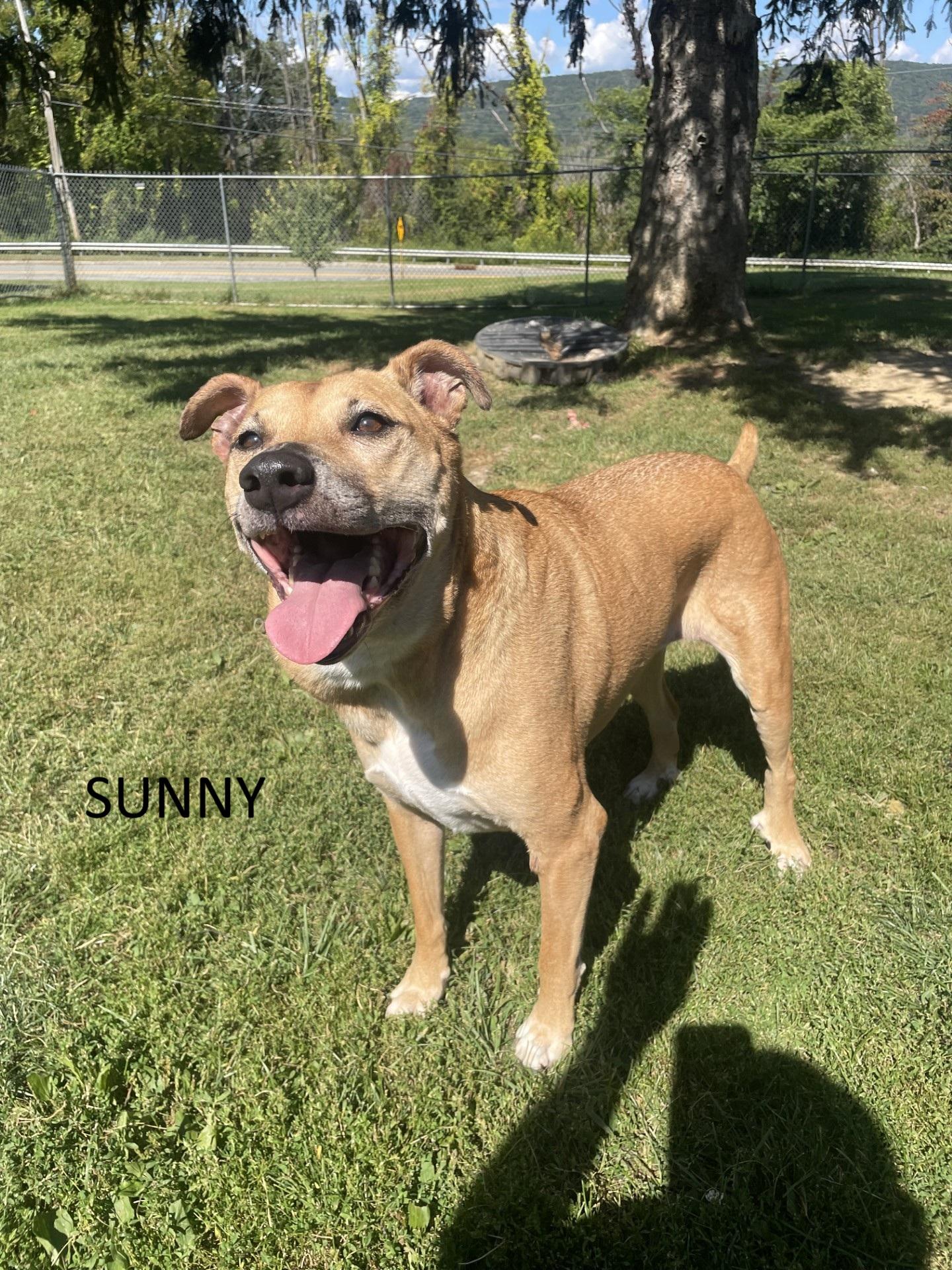 Sunny