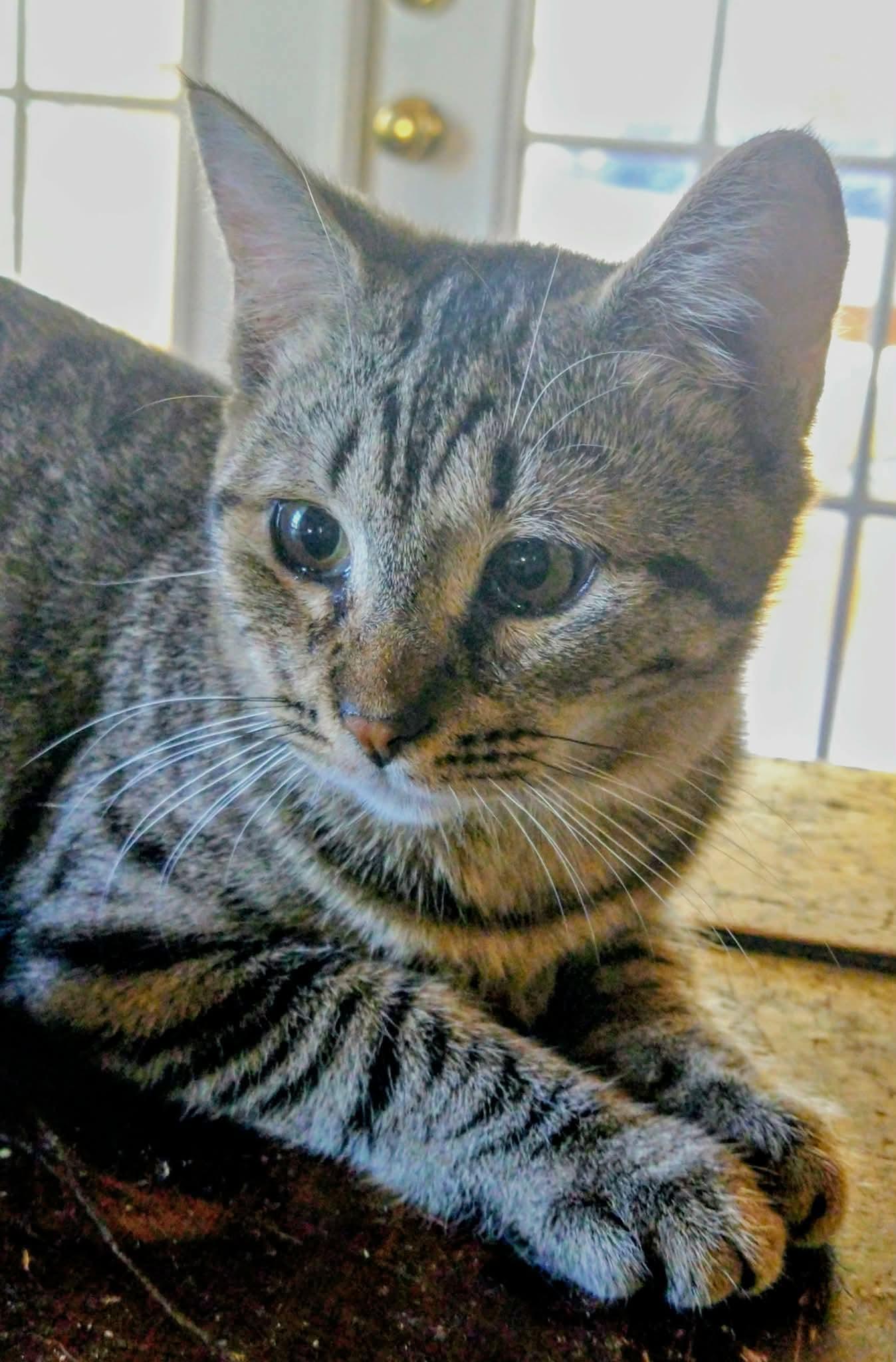 Enlarge Cheyanne, a Adoptable Domestic Short Hair in Oakboro , NC image 1/3