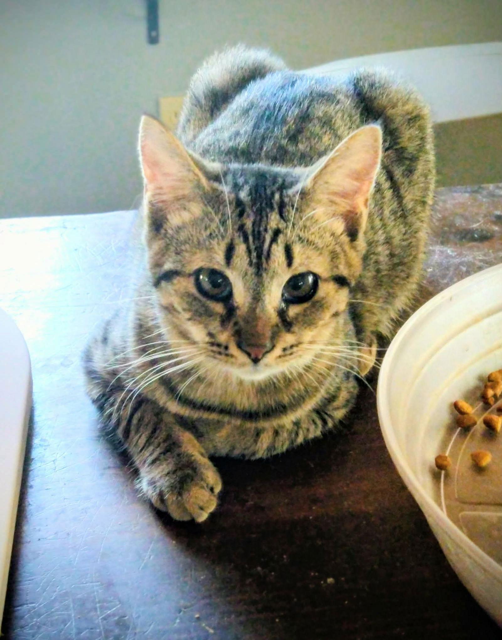 Enlarge Cheyanne, a Adoptable Domestic Short Hair in Oakboro , NC image 2/3