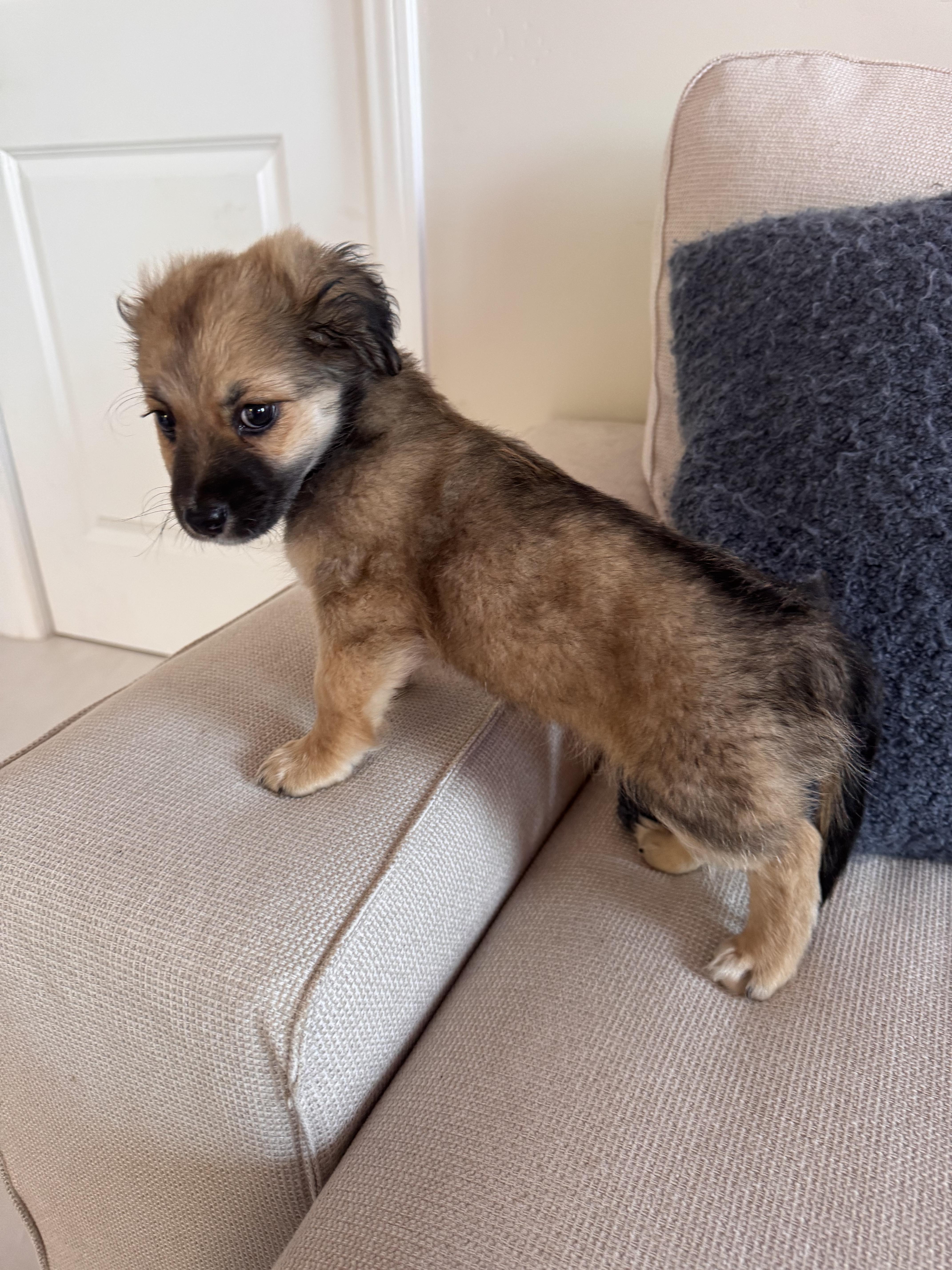 Enlarge Maple, an adopted mixed breed in San Diego, CA image 2/3