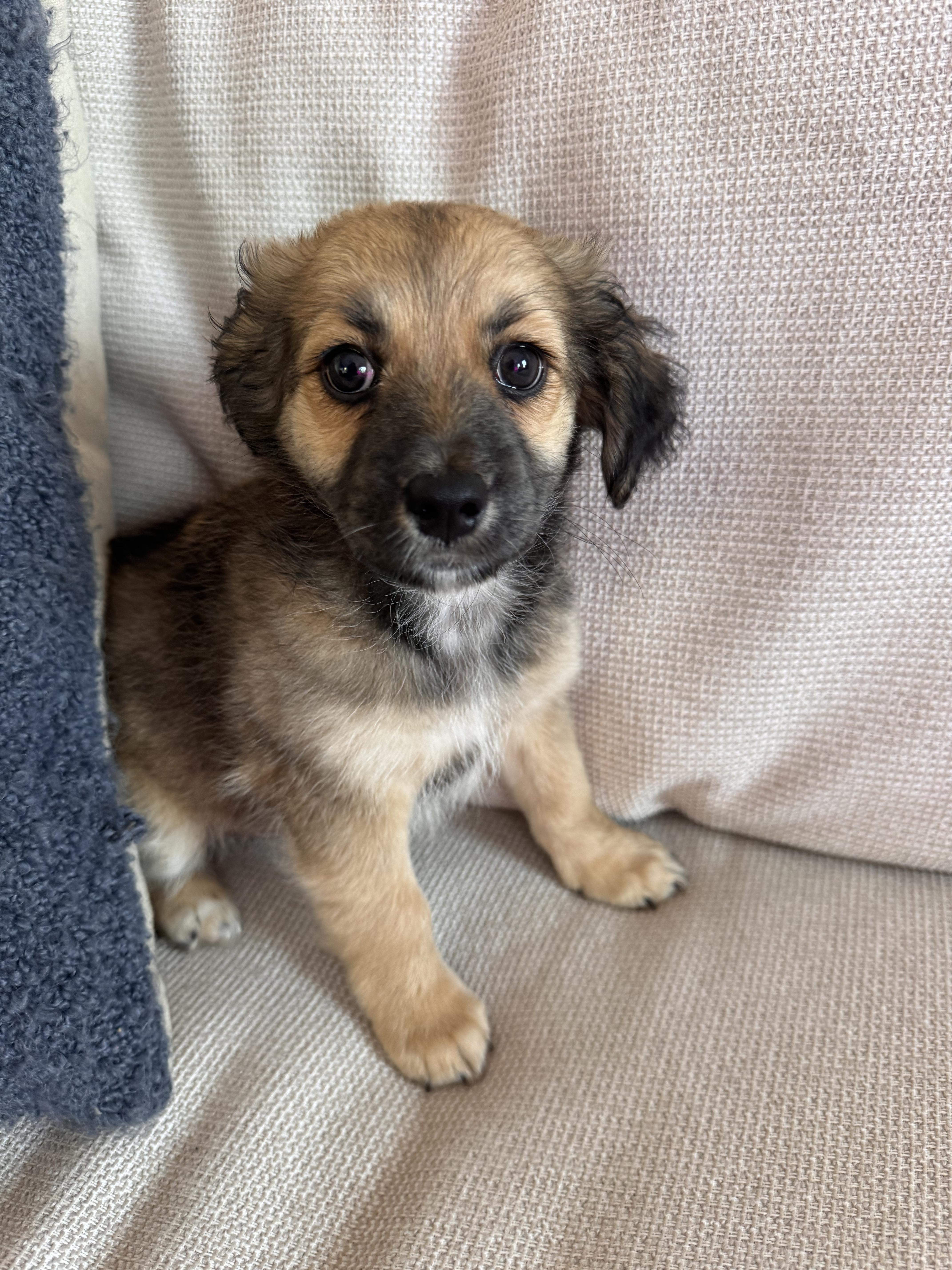 Maple, adopted, Puppy Female Cavalier King Charles Spaniel & Pomsky.