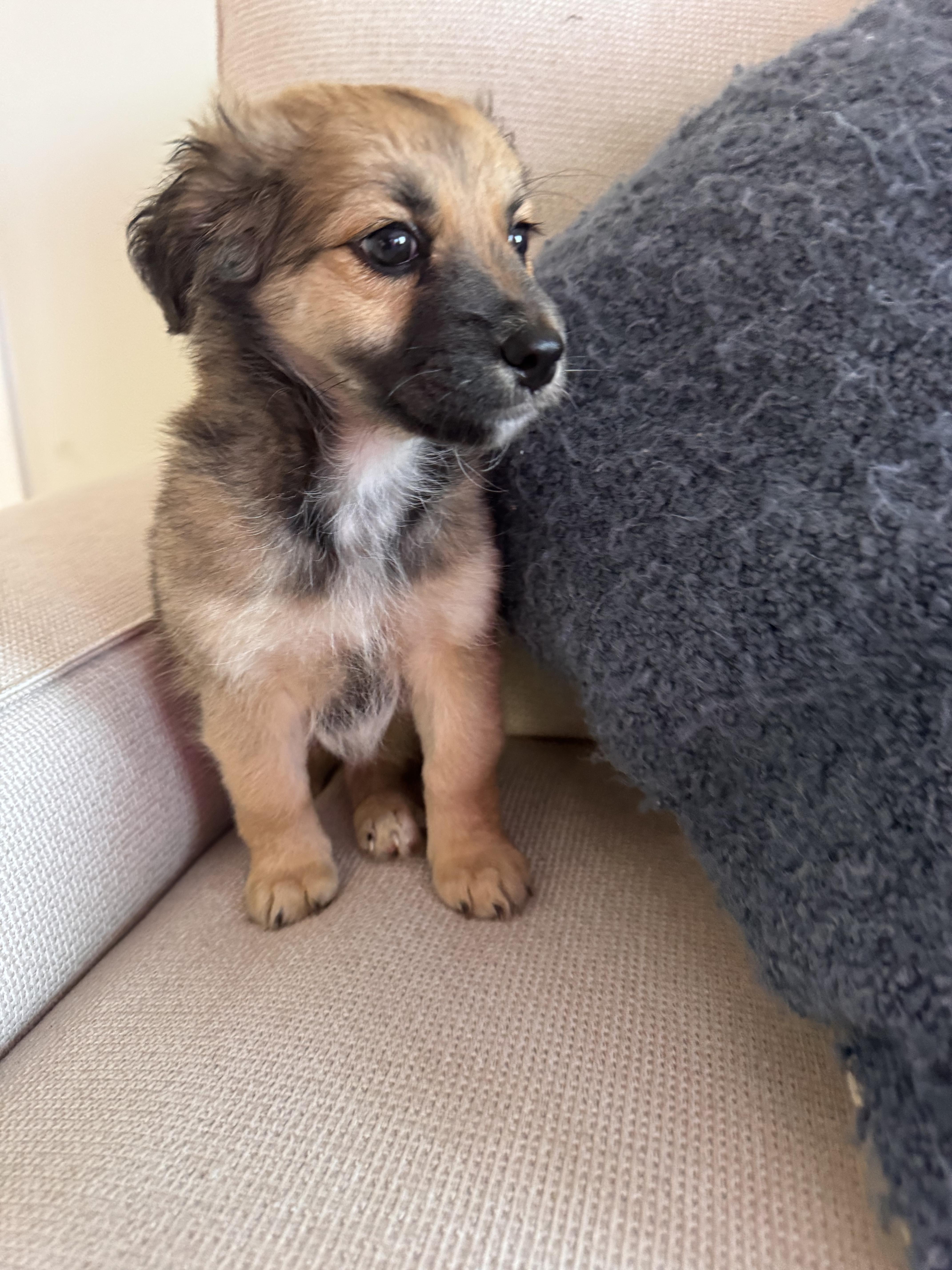 Enlarge Maple, an adopted mixed breed in San Diego, CA image 3/3