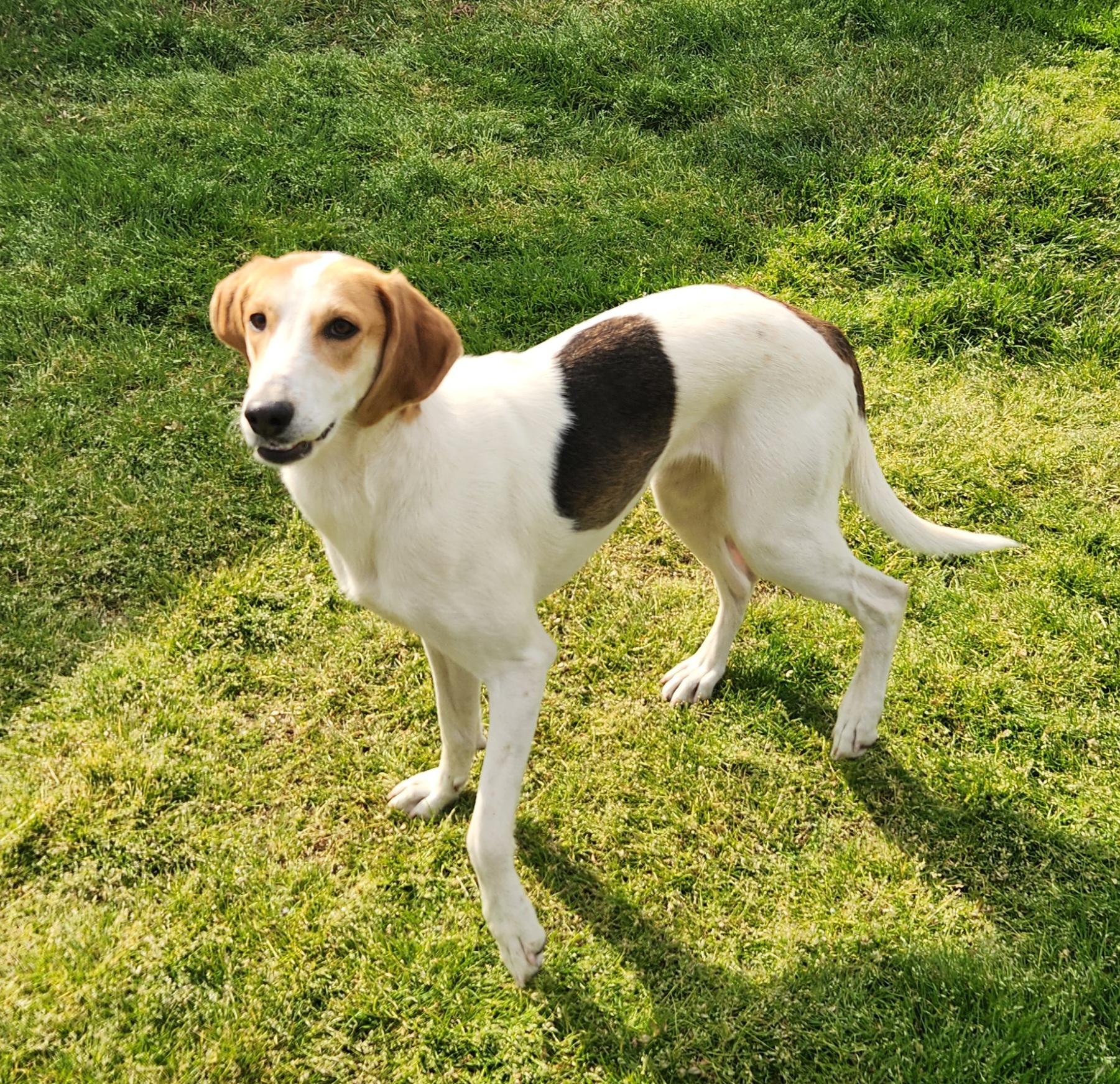 Ponzi, a ADOPTABLE Foxhound in Liberty Center, OH image 4/6