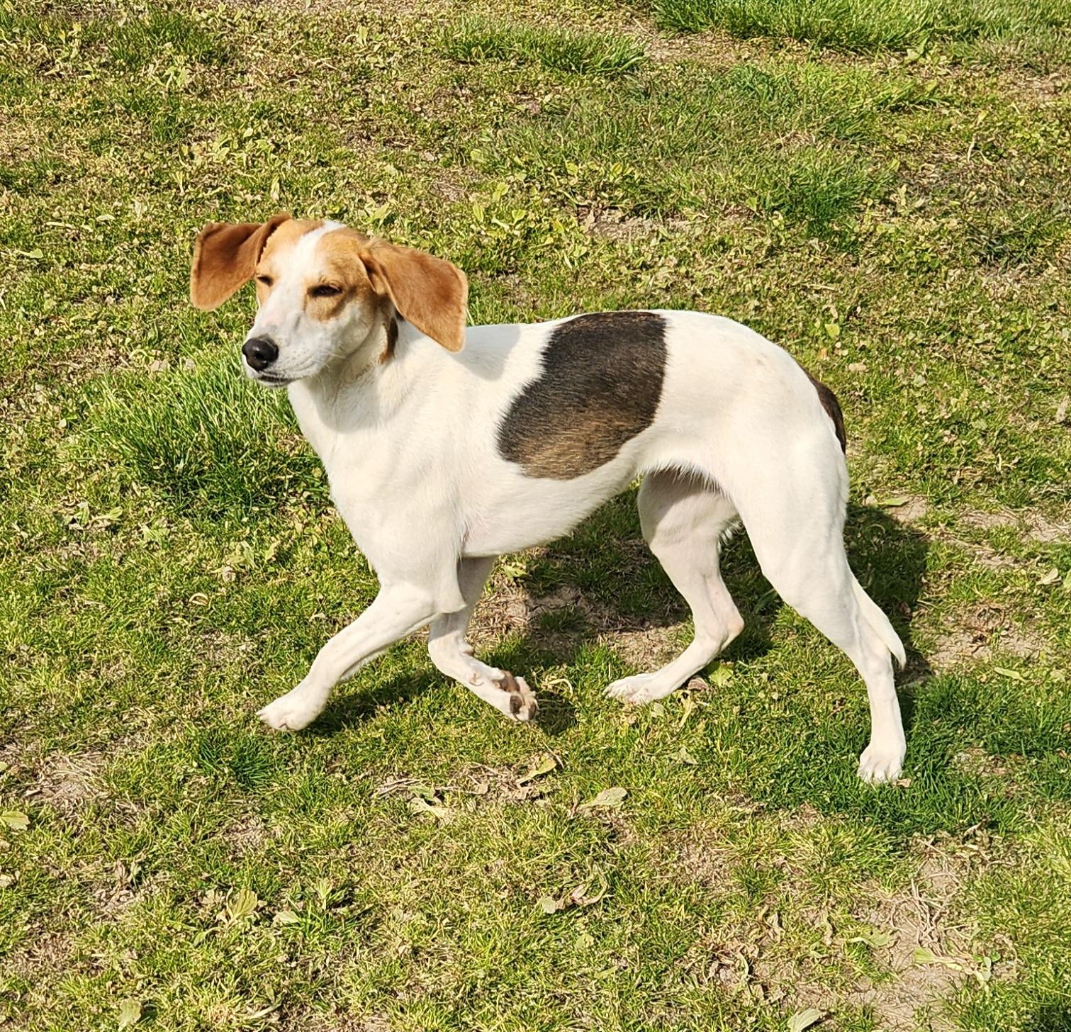 Ponzi, a ADOPTABLE Foxhound in Liberty Center, OH image 6/6