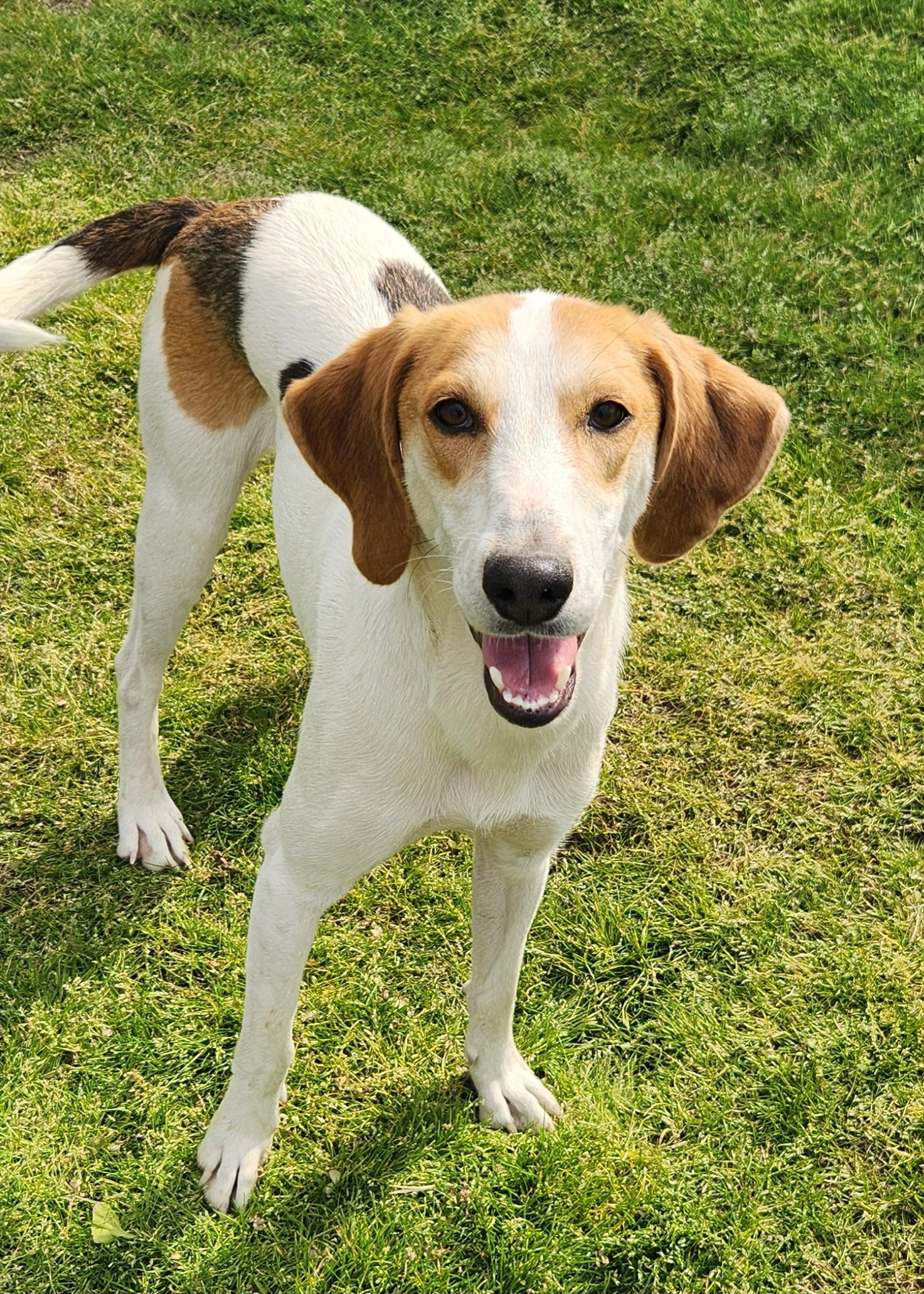 Ponzi, a ADOPTABLE Foxhound in Liberty Center, OH image 1/6