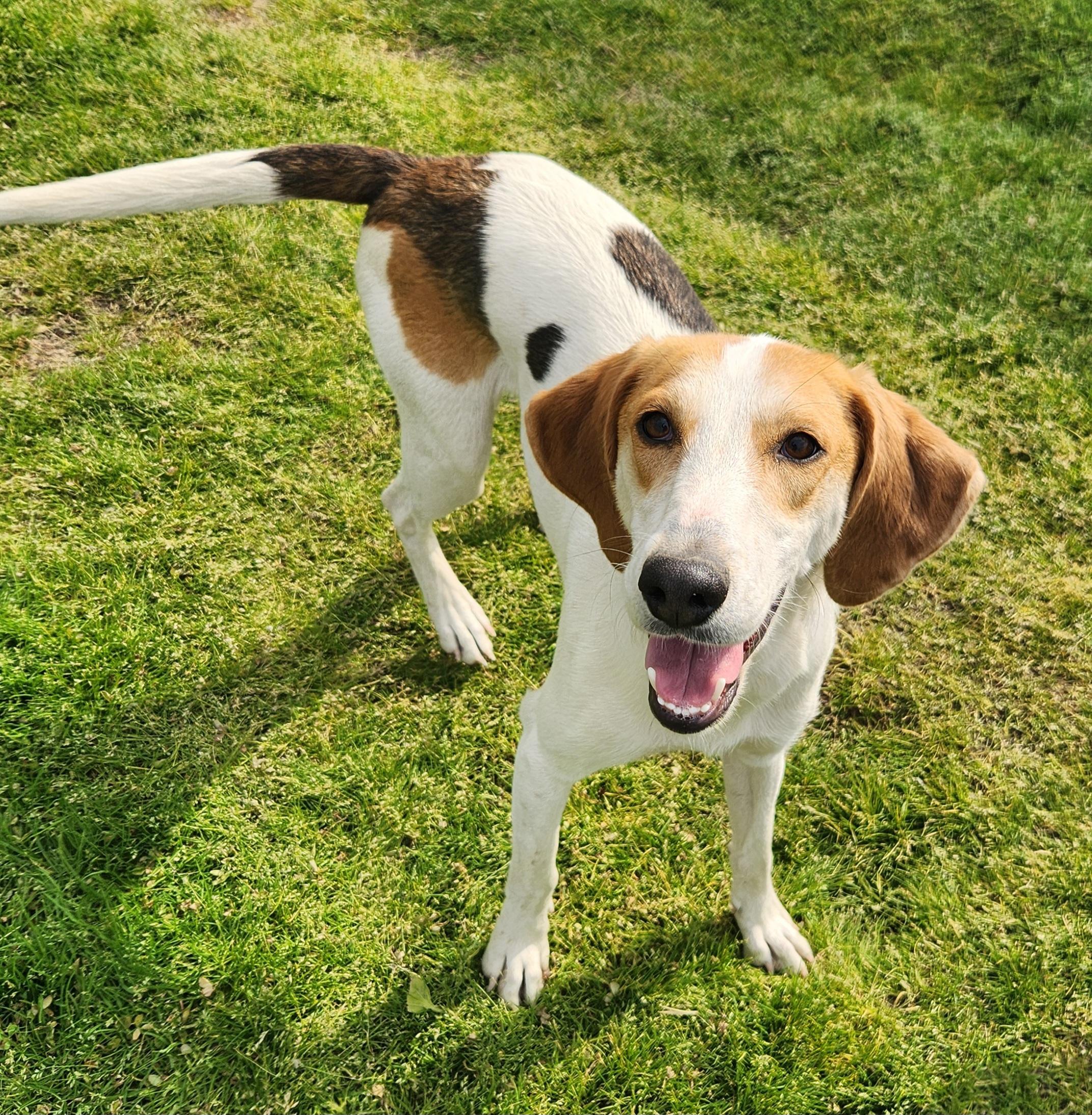 Ponzi, a ADOPTABLE Foxhound in Liberty Center, OH image 2/6