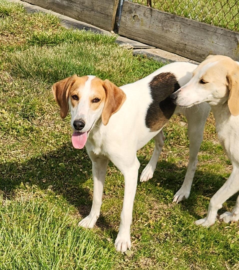 Ponzi, a ADOPTABLE Foxhound in Liberty Center, OH image 3/6