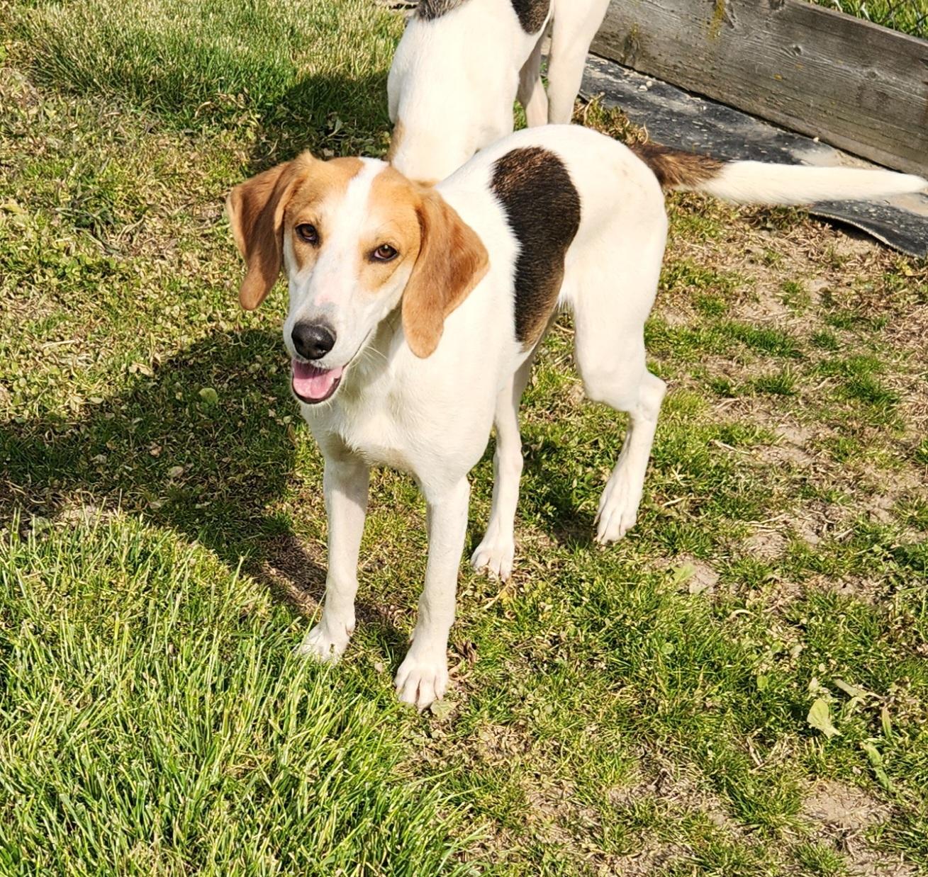 Ponzi, a ADOPTABLE Foxhound in Liberty Center, OH image 5/6