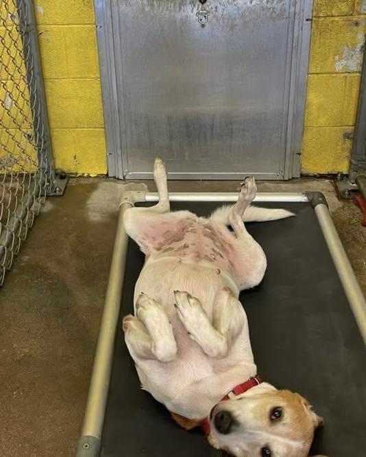 Enlarge Imogene, a Adoptable Hound in North Myrtle Beach, SC image 4/6