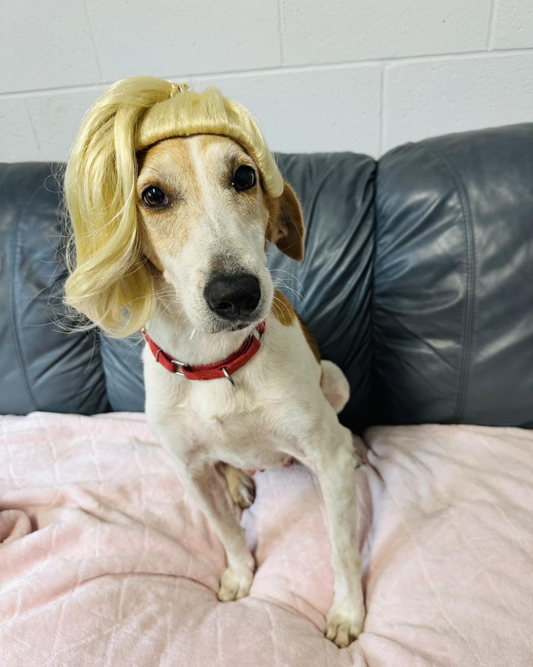 Imogene, Senior Female Hound