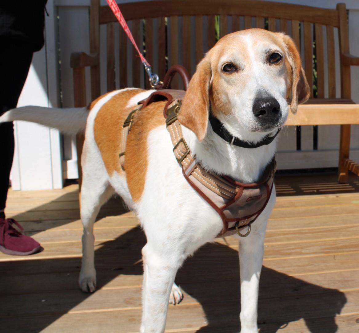 Enlarge Imogene, an adoptable Hound in North Myrtle Beach, SC image 4/6