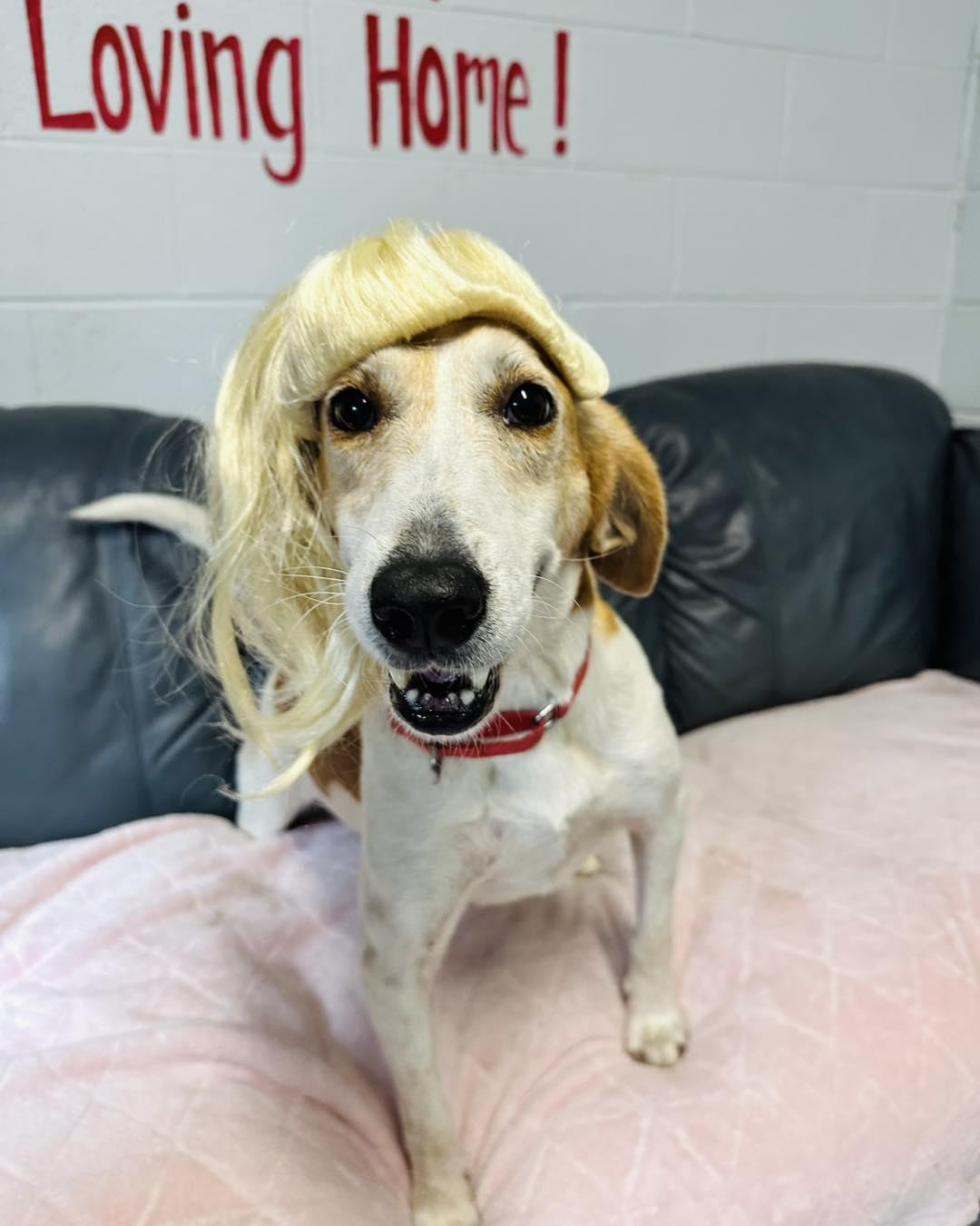 Enlarge Imogene, a Adoptable Hound in North Myrtle Beach, SC image 6/6