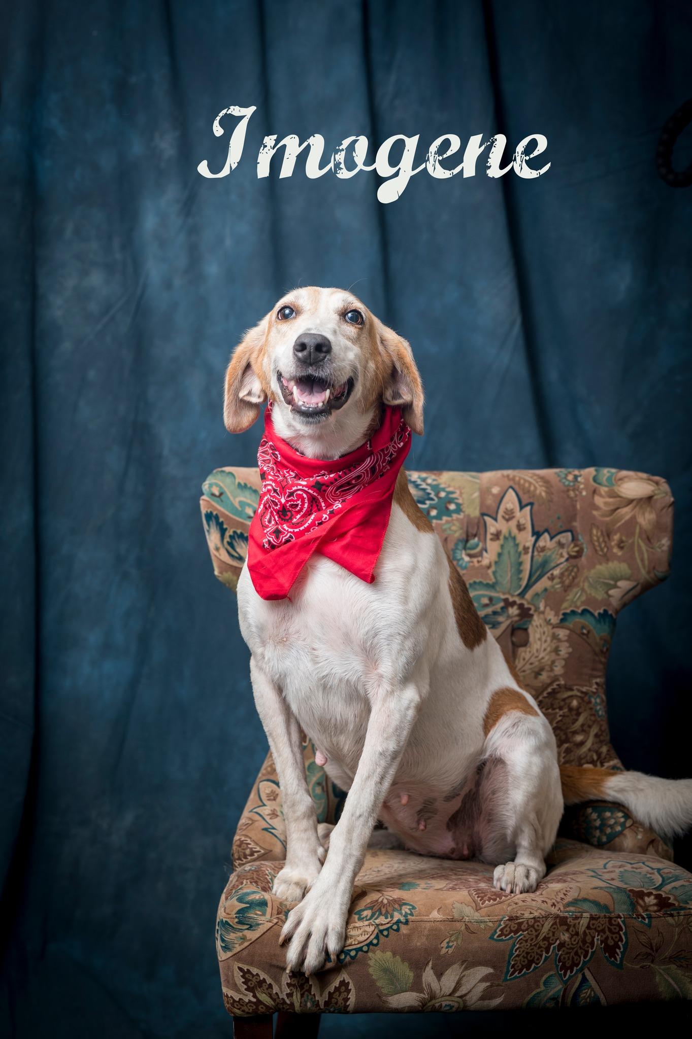 Enlarge Imogene, a Adoptable Hound in North Myrtle Beach, SC image 1/6