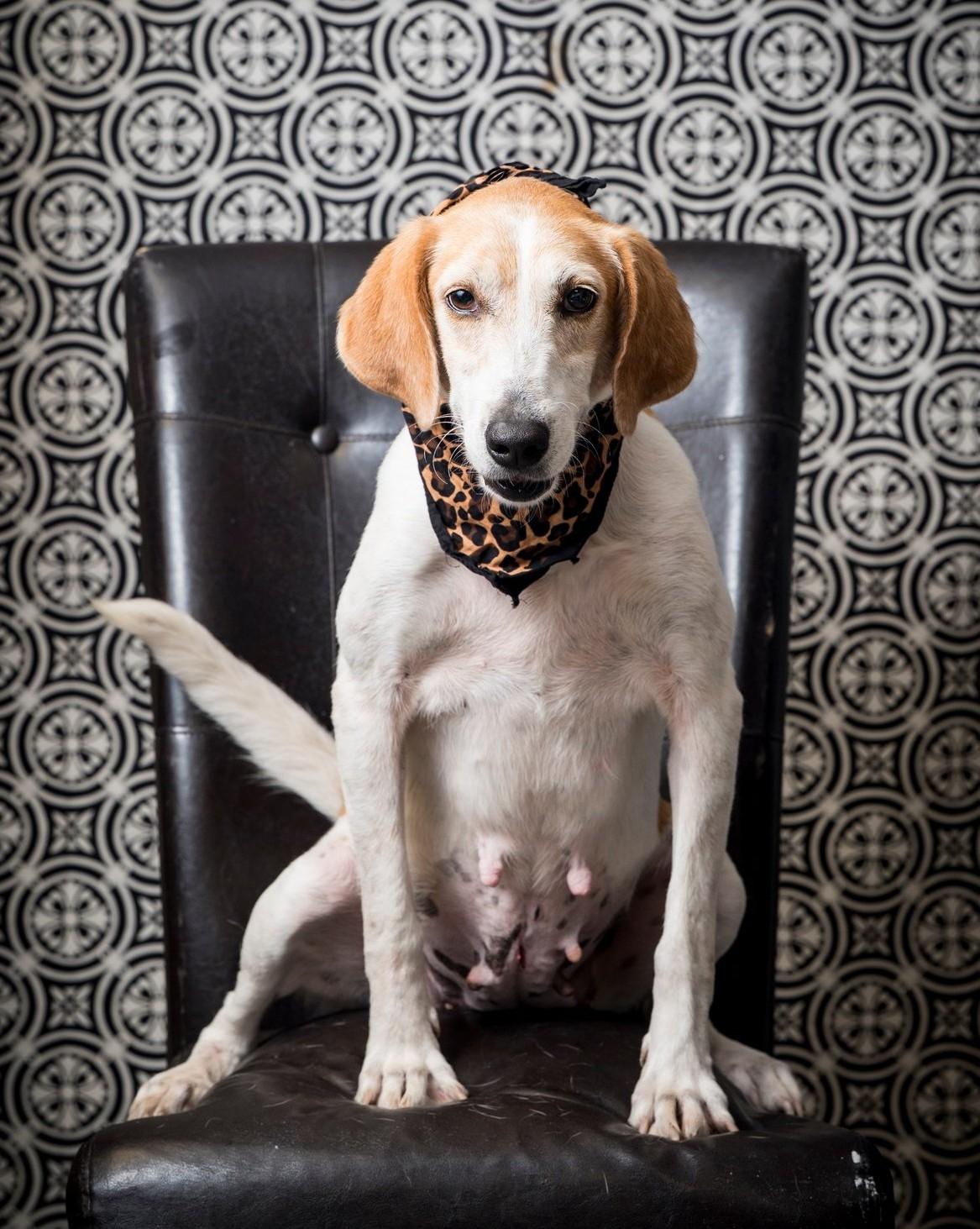 Enlarge Imogene, a Adoptable Hound in North Myrtle Beach, SC image 3/6