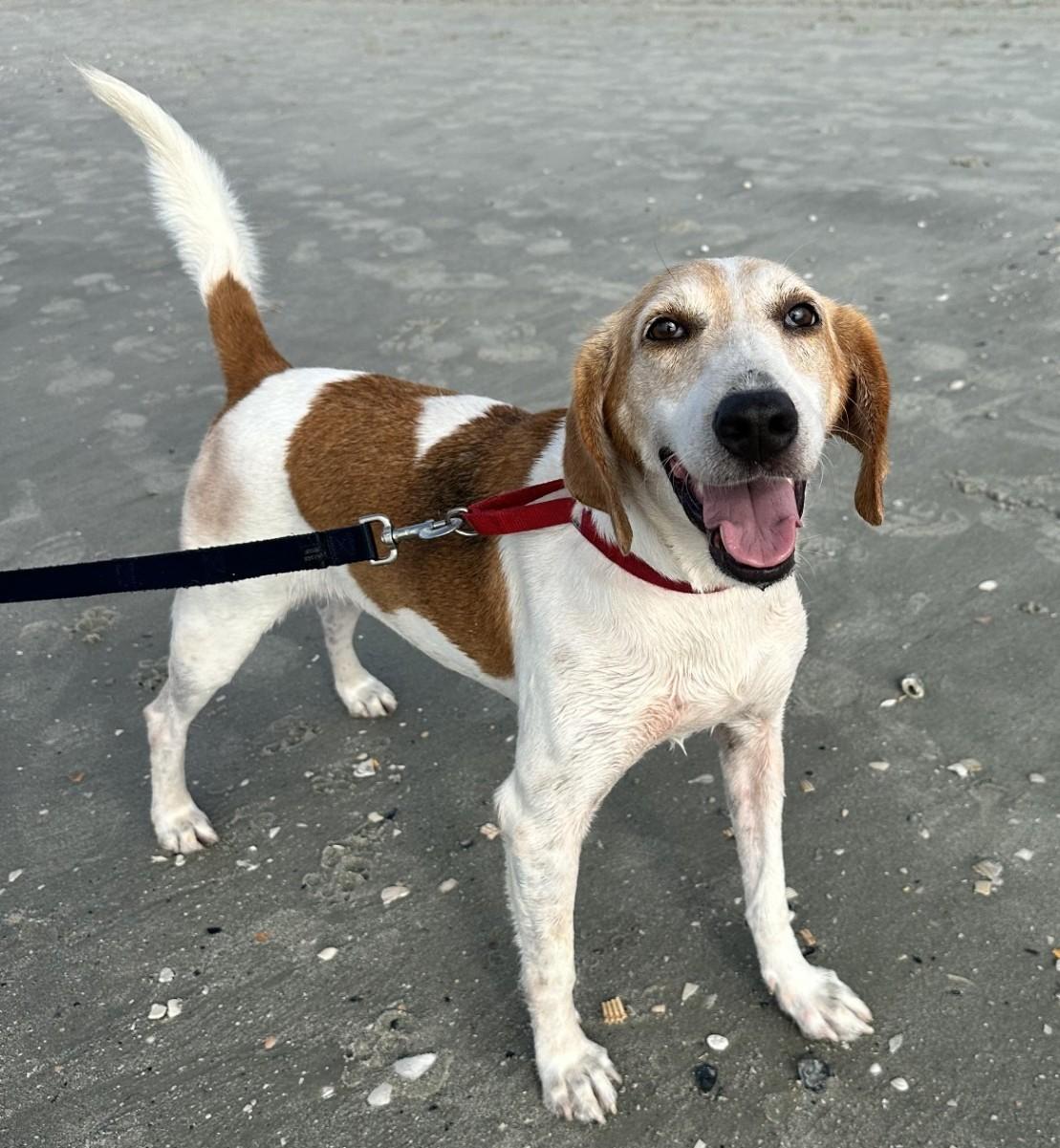 Enlarge Imogene, a Adoptable Hound in North Myrtle Beach, SC image 2/6