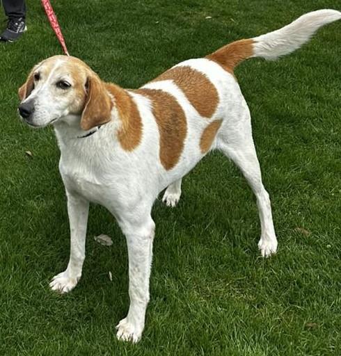 Enlarge Imogene, an adoptable Hound in North Myrtle Beach, SC image 2/6