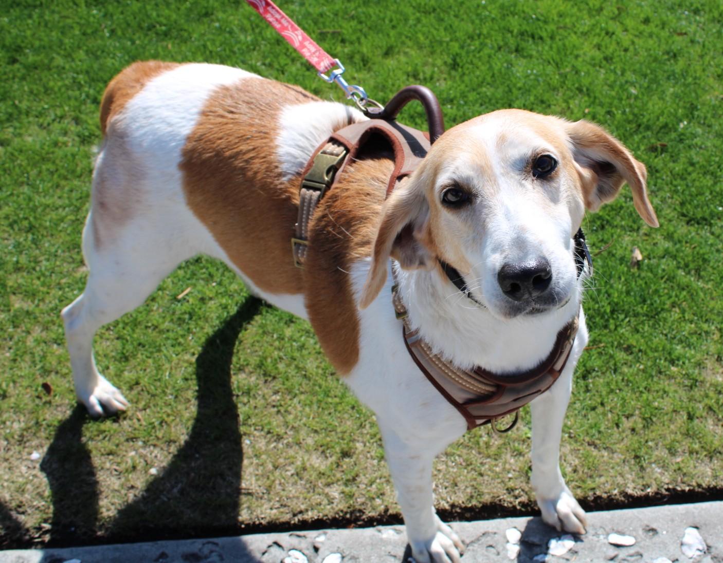 Enlarge Imogene, an adoptable Hound in North Myrtle Beach, SC image 5/6
