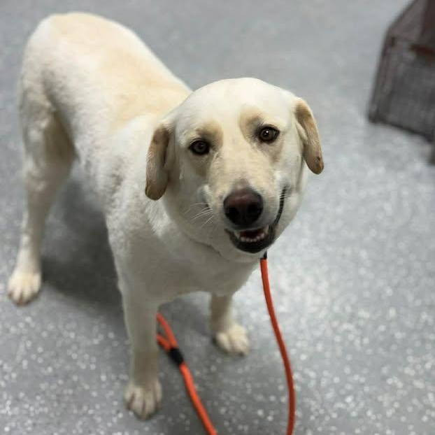 Enlarge Katie Jo, a ADOPTABLE mixed breed in Bardstown, KY image 3/6