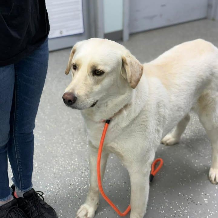 Enlarge Katie Jo, a ADOPTABLE mixed breed in Bardstown, KY image 2/6