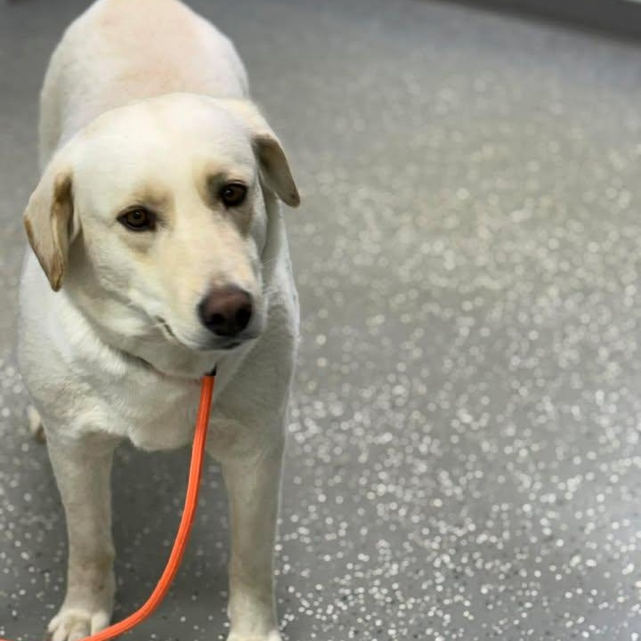 Enlarge Katie Jo, a ADOPTABLE mixed breed in Bardstown, KY image 5/6