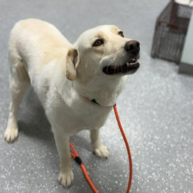 Enlarge Katie Jo, a ADOPTABLE mixed breed in Bardstown, KY image 6/6