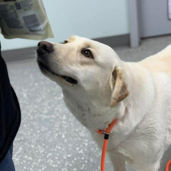 Enlarge Katie Jo, a ADOPTABLE mixed breed in Bardstown, KY image 4/6