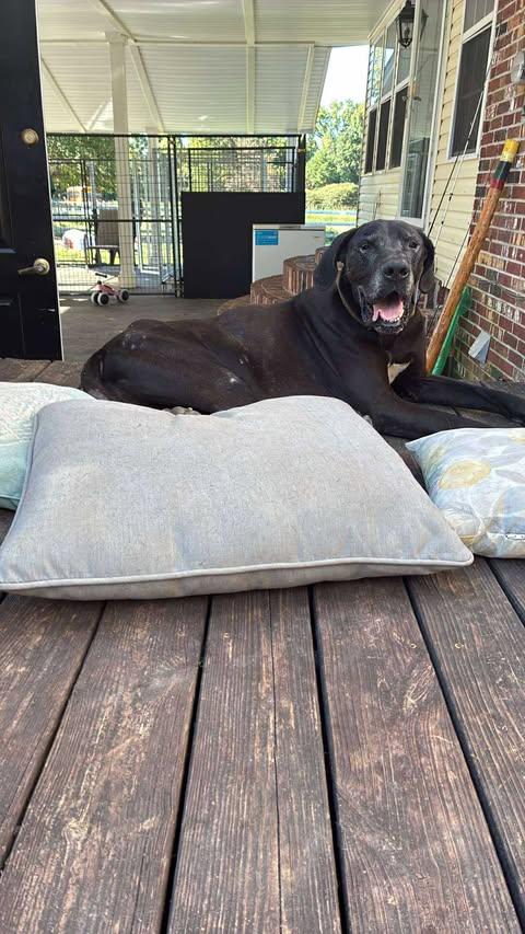 Enlarge Draco, an adopted Great Dane in Huntsville, AL image 1/6