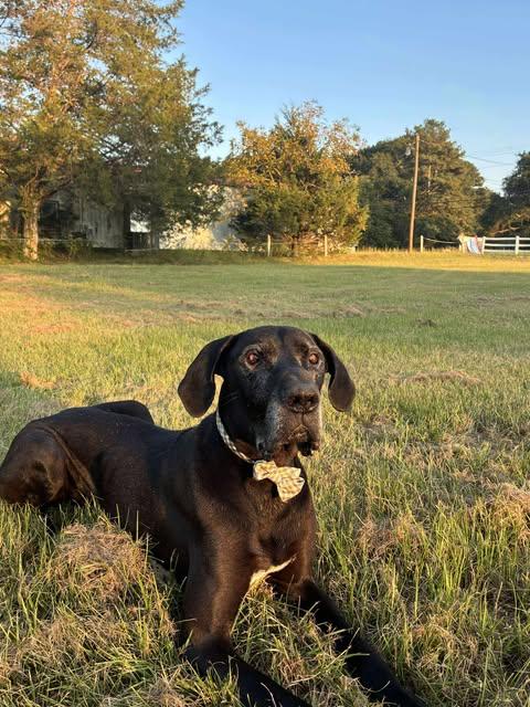 Enlarge Draco, an adopted Great Dane in Huntsville, AL image 2/6