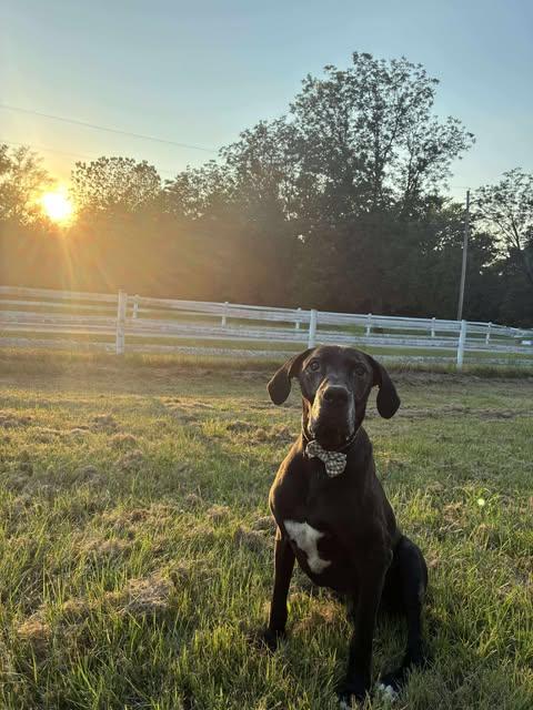 Enlarge Draco, an adopted Great Dane in Huntsville, AL image 3/6