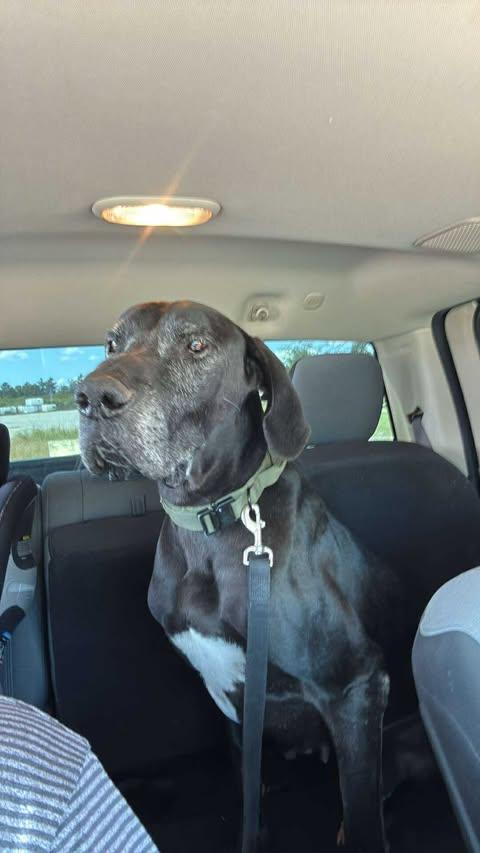 Enlarge Draco, an adopted Great Dane in Huntsville, AL image 4/6