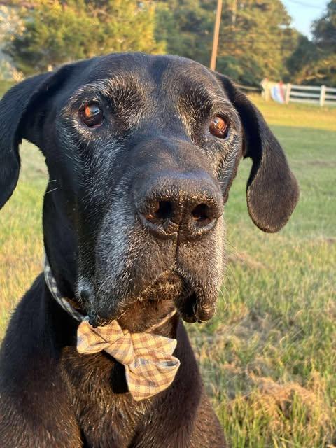 Enlarge Draco, an adopted Great Dane in Huntsville, AL image 5/6
