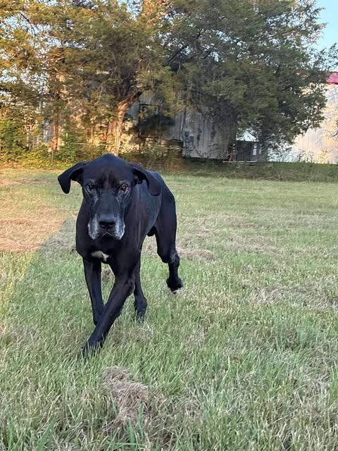 Enlarge Draco, an adopted Great Dane in Huntsville, AL image 6/6
