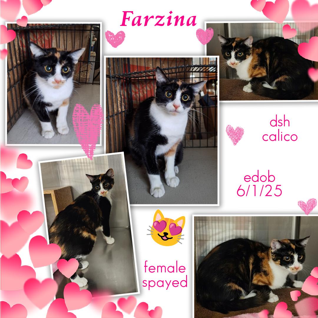 Enlarge Farzina OR14197-T, an adopted mixed breed in Beaverton, OR image 5/6