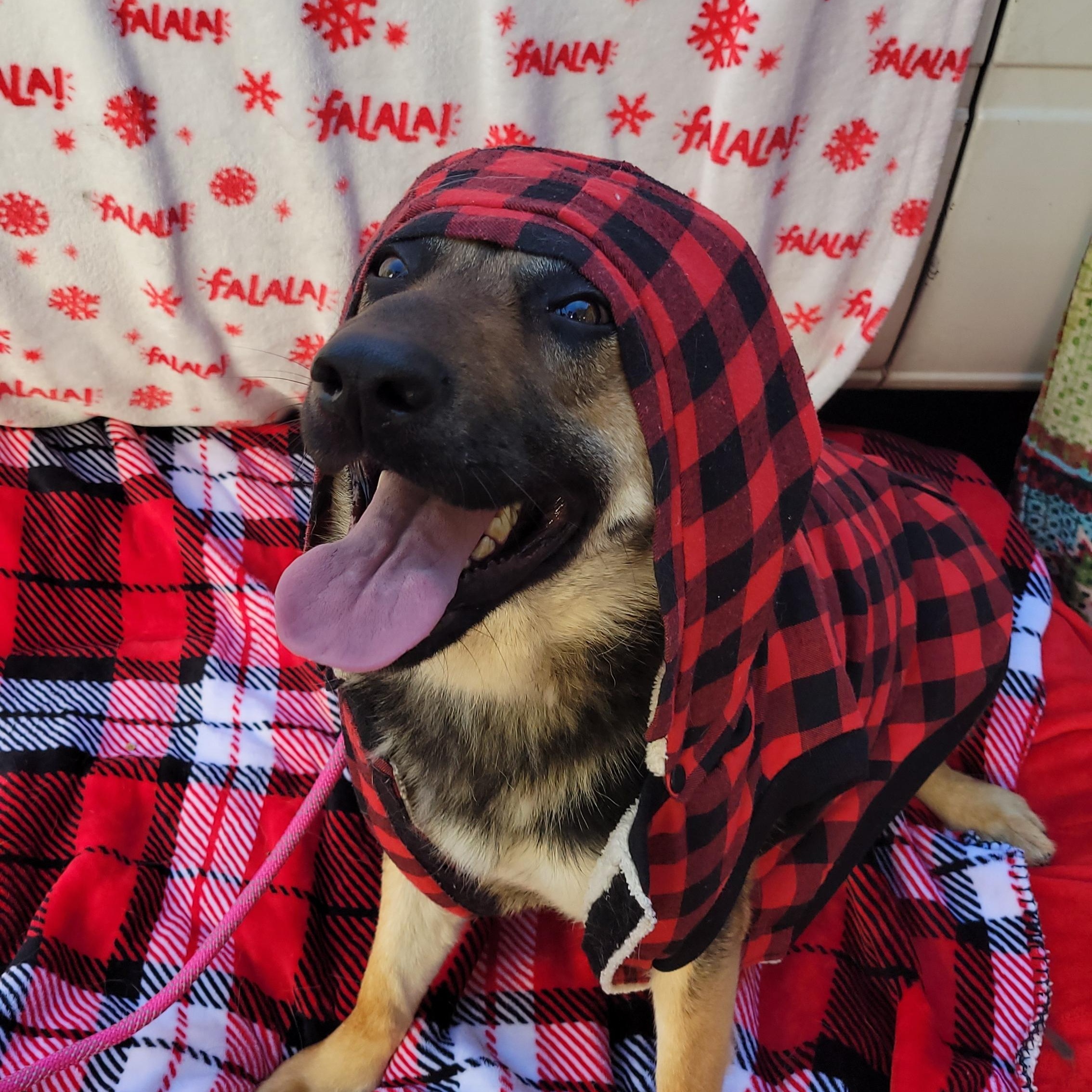 Enlarge Bambi, a Adoptable mixed breed in rowland heights, CA image 2/4