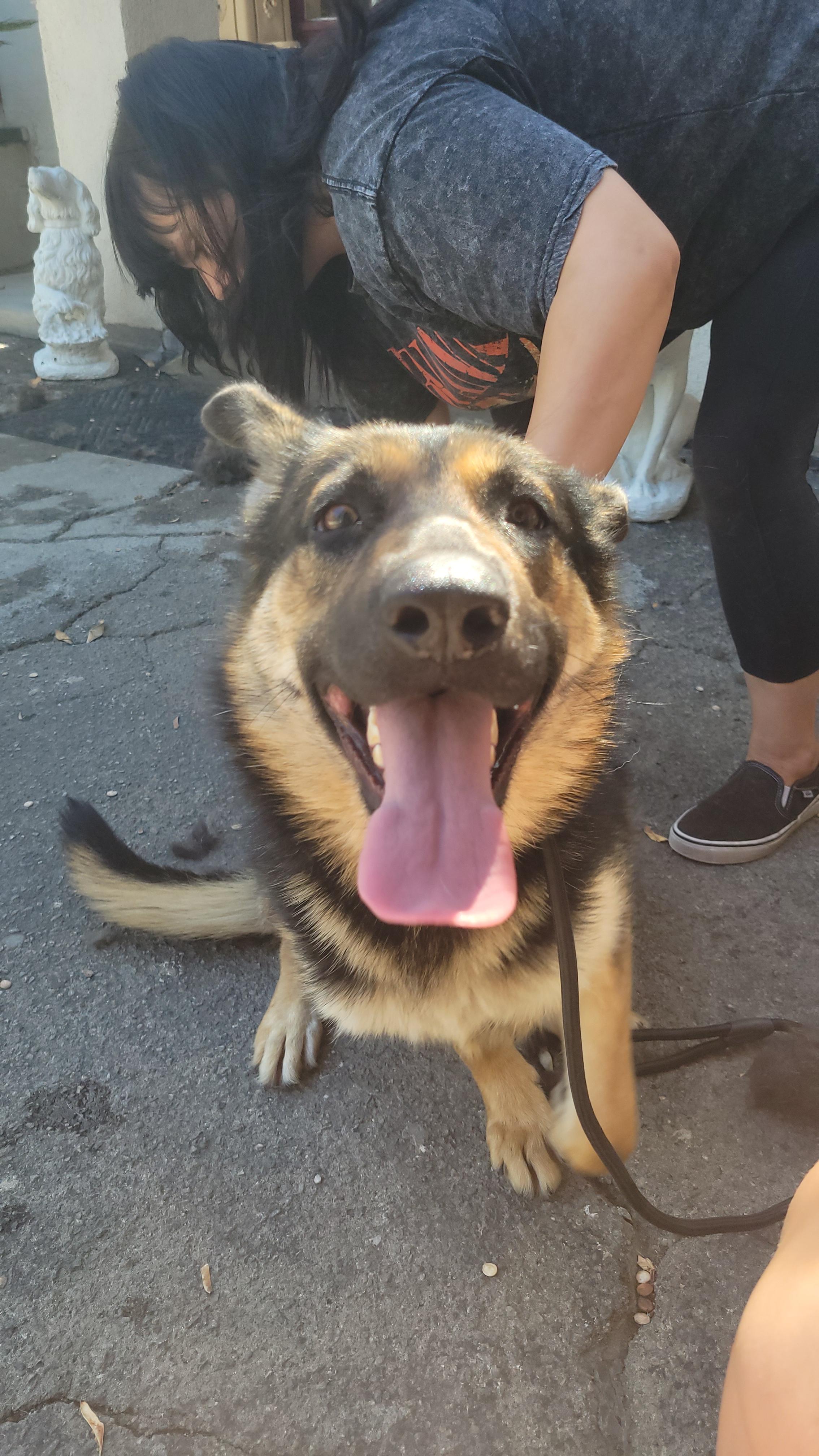 Bambi, Adoptable, Adult Female German Shepherd Dog.