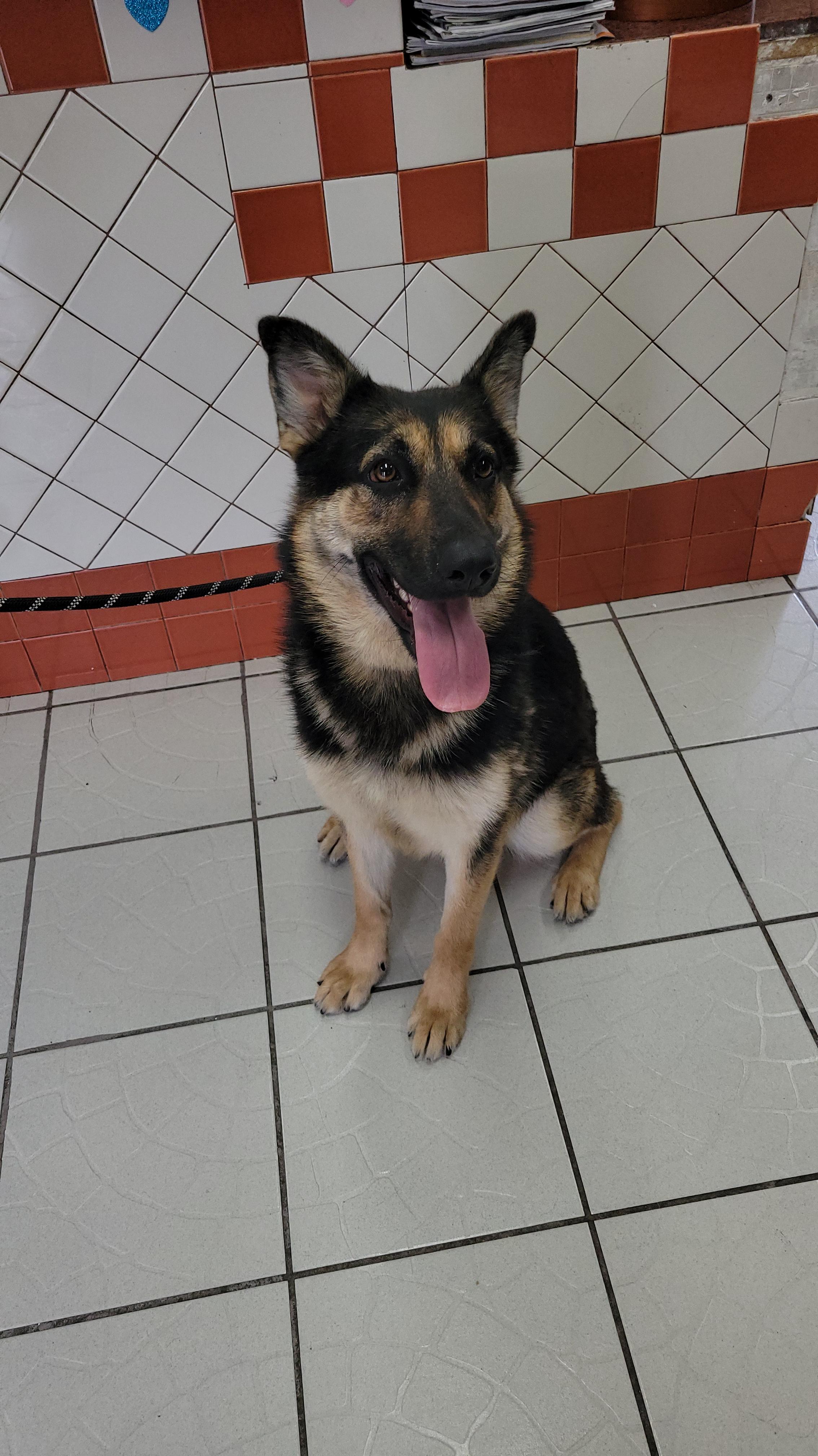 Bambi, a Adoptable mixed breed in rowland heights, CA image 2/4