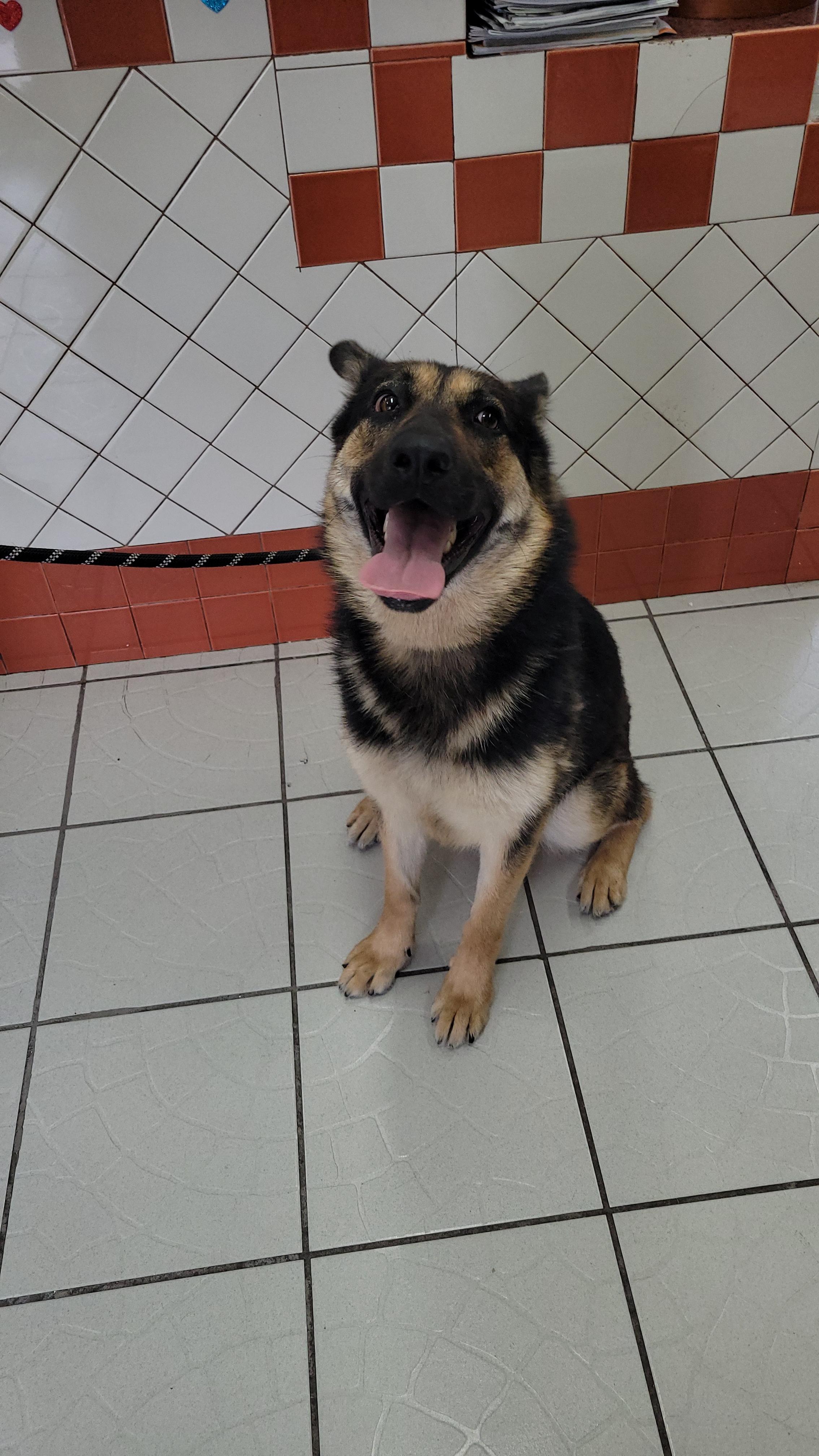 Bambi, a Adoptable mixed breed in rowland heights, CA image 3/4