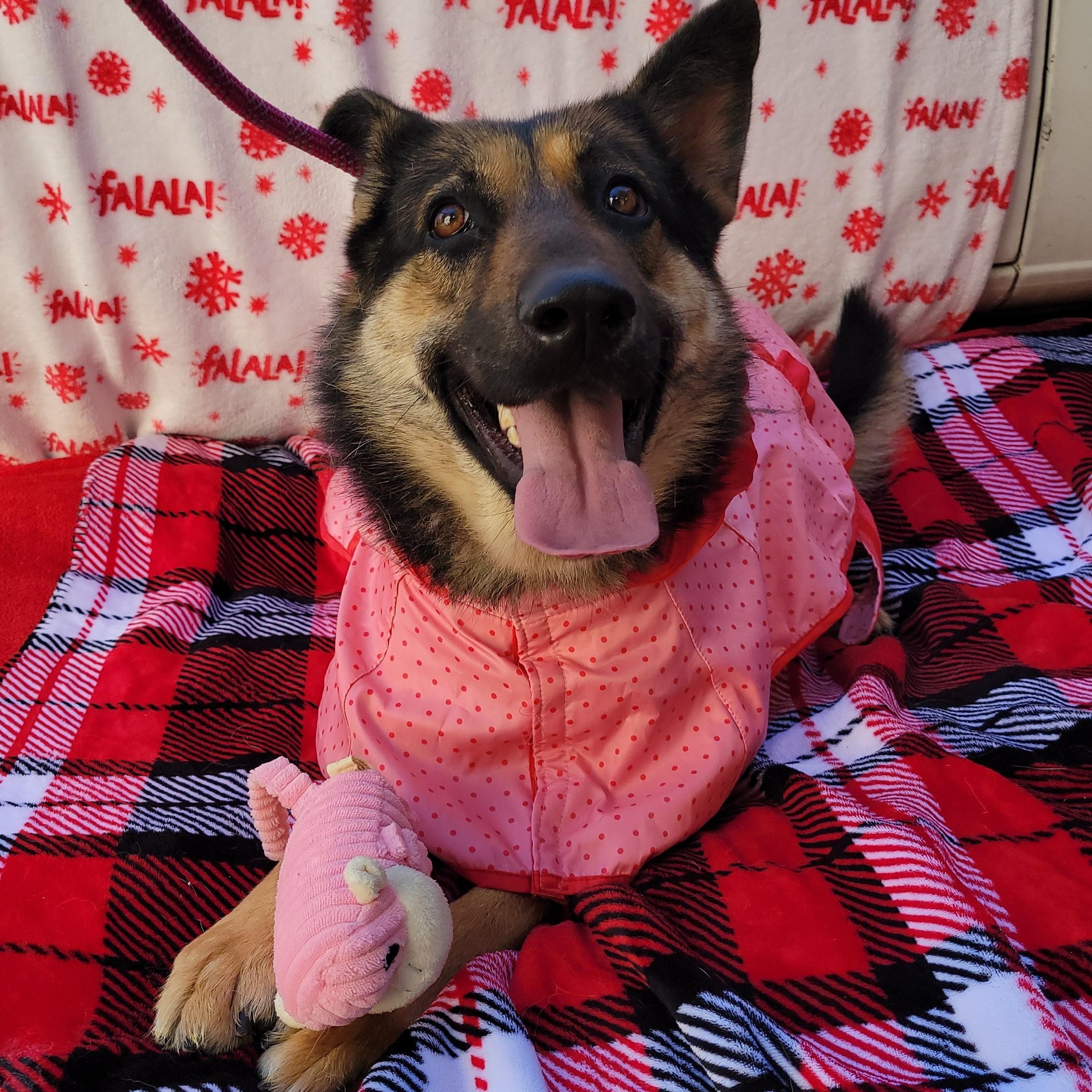 Enlarge Bambi, a Adoptable mixed breed in rowland heights, CA image 1/4