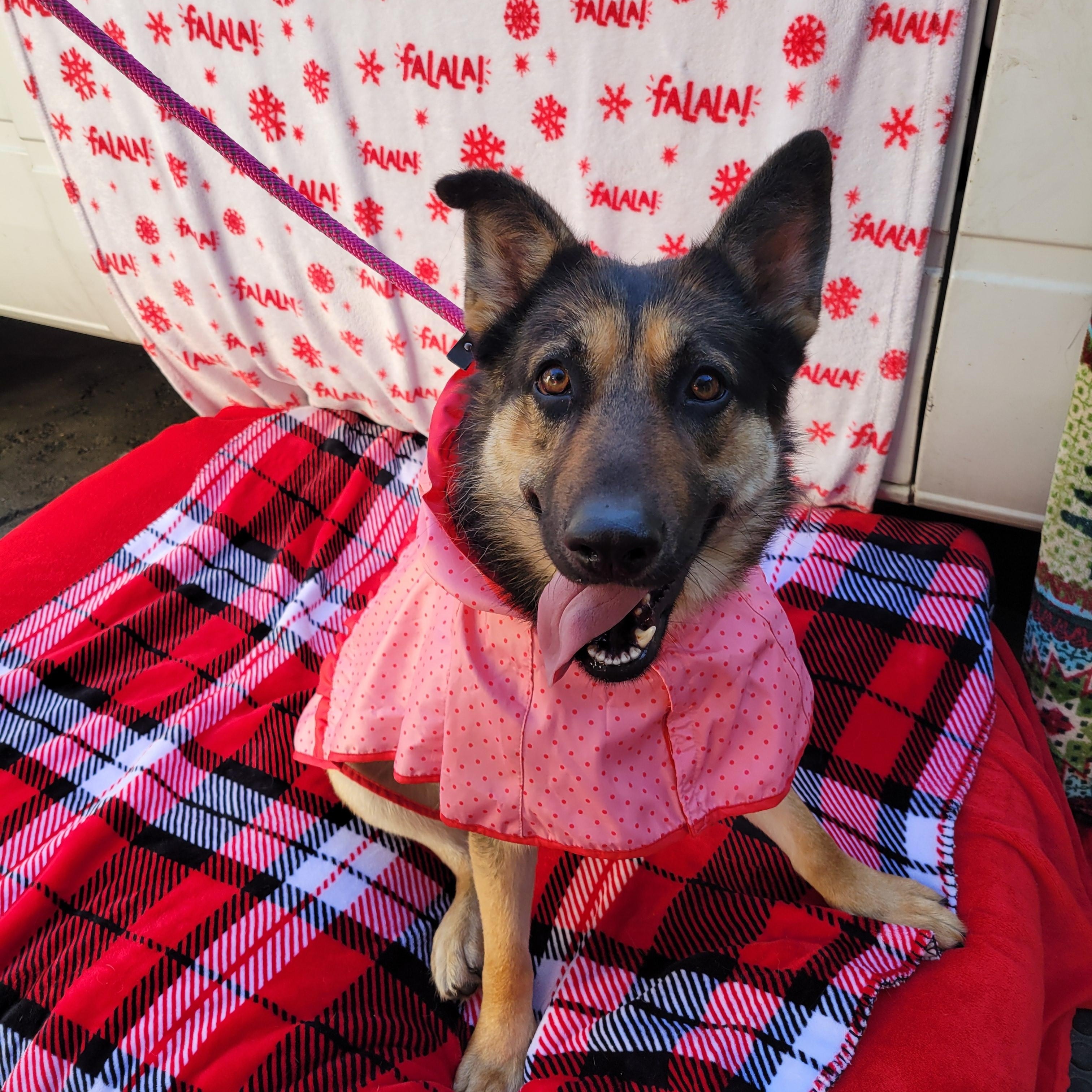 Enlarge Bambi, a Adoptable mixed breed in rowland heights, CA image 3/4