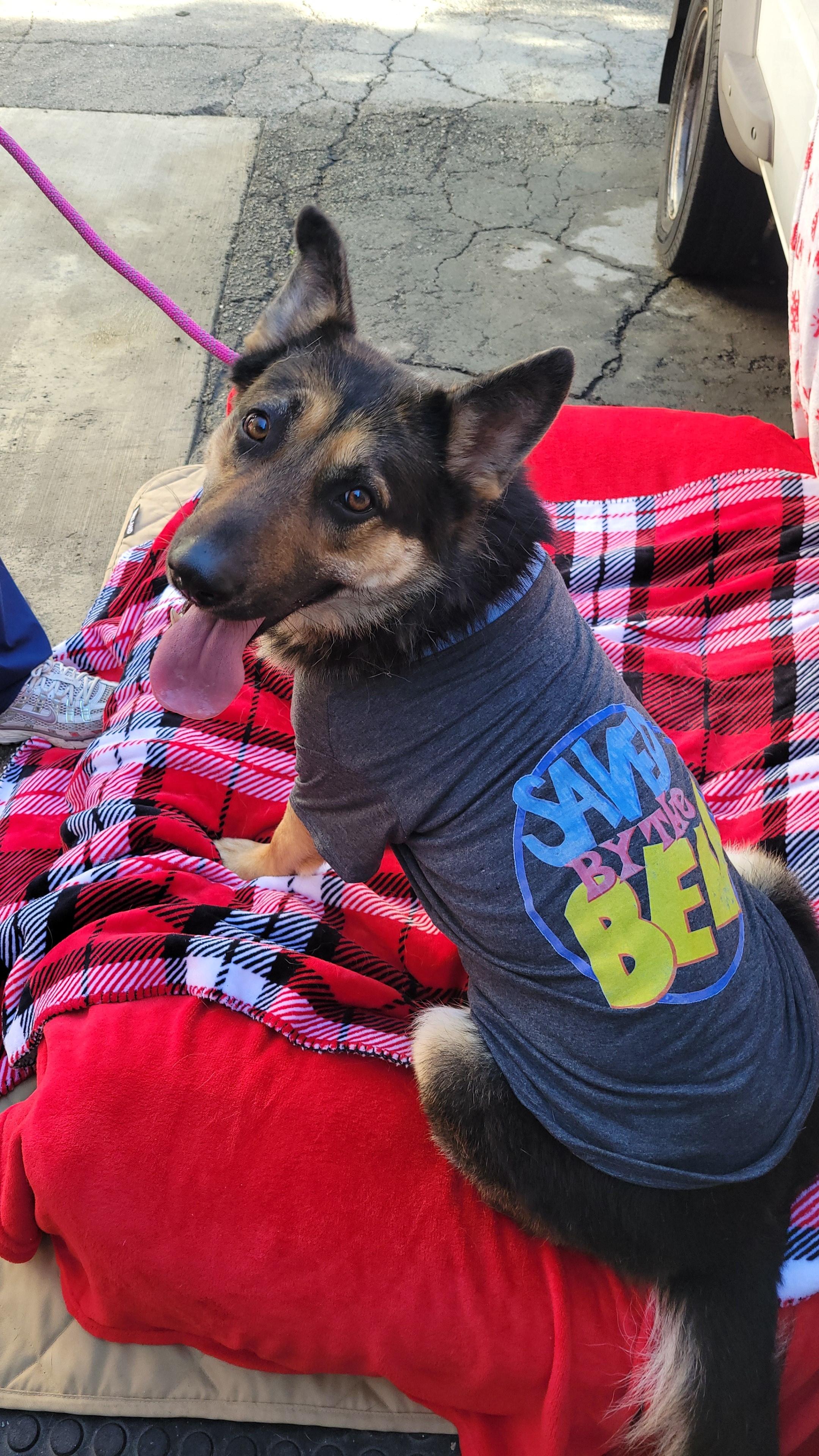 Enlarge Bambi, a Adoptable mixed breed in rowland heights, CA image 4/4